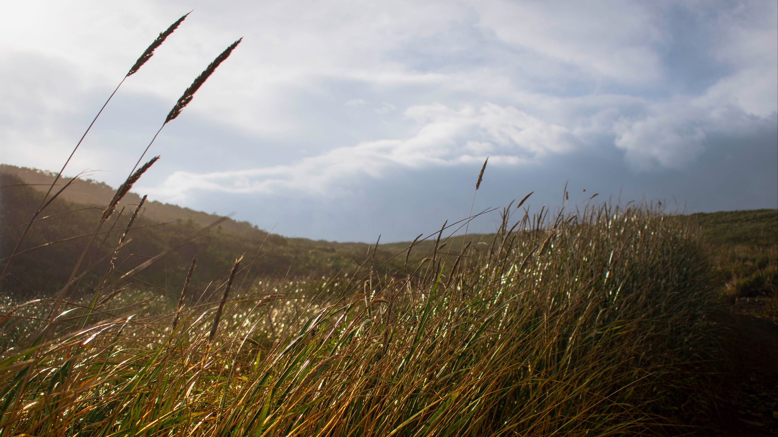 Ветер, Пейзаж, Виктор Мироненко, Санкт-Петербург, SPC HM