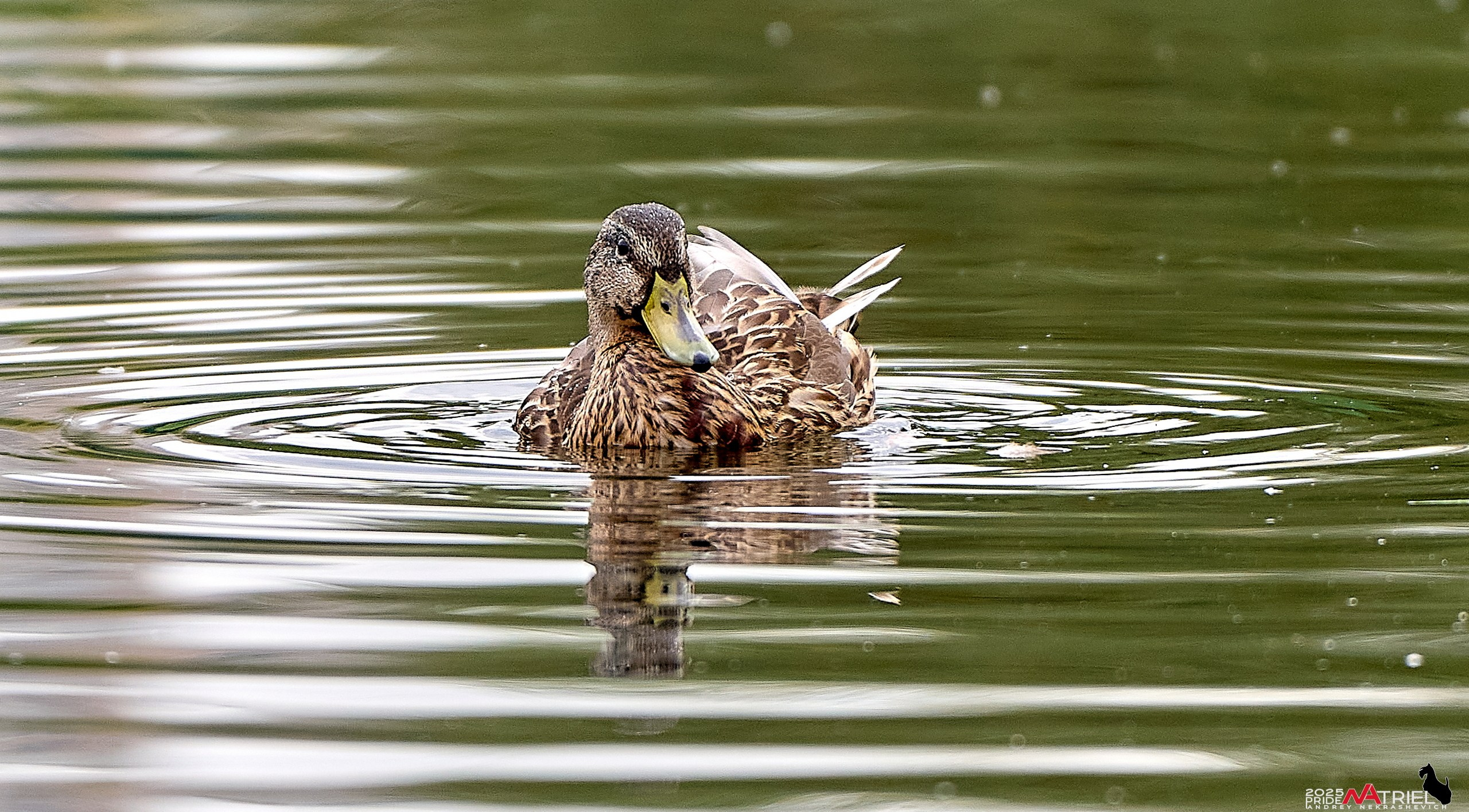 Утки на пруду
