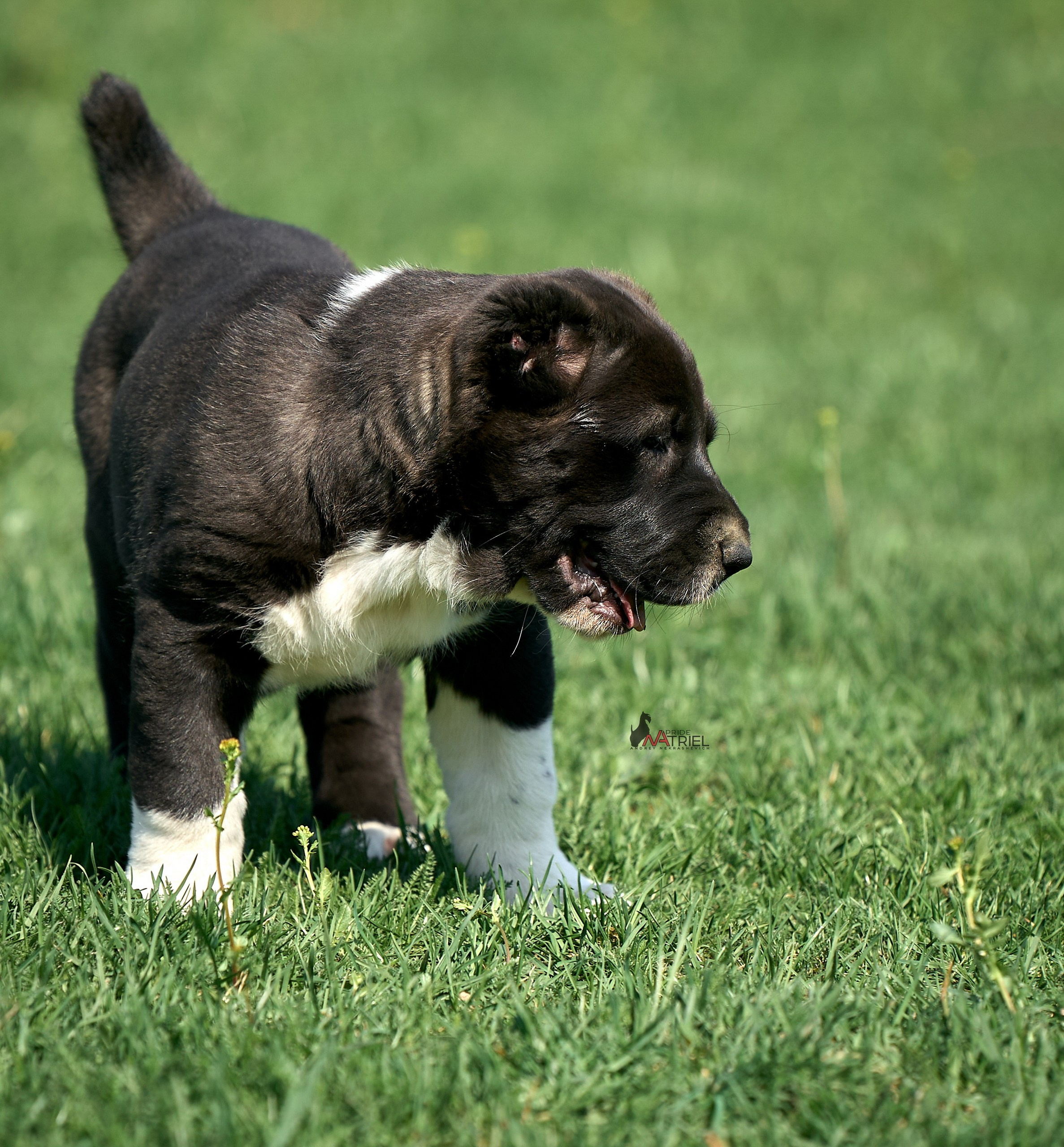 Среднеазиаты — щенки и взрослые