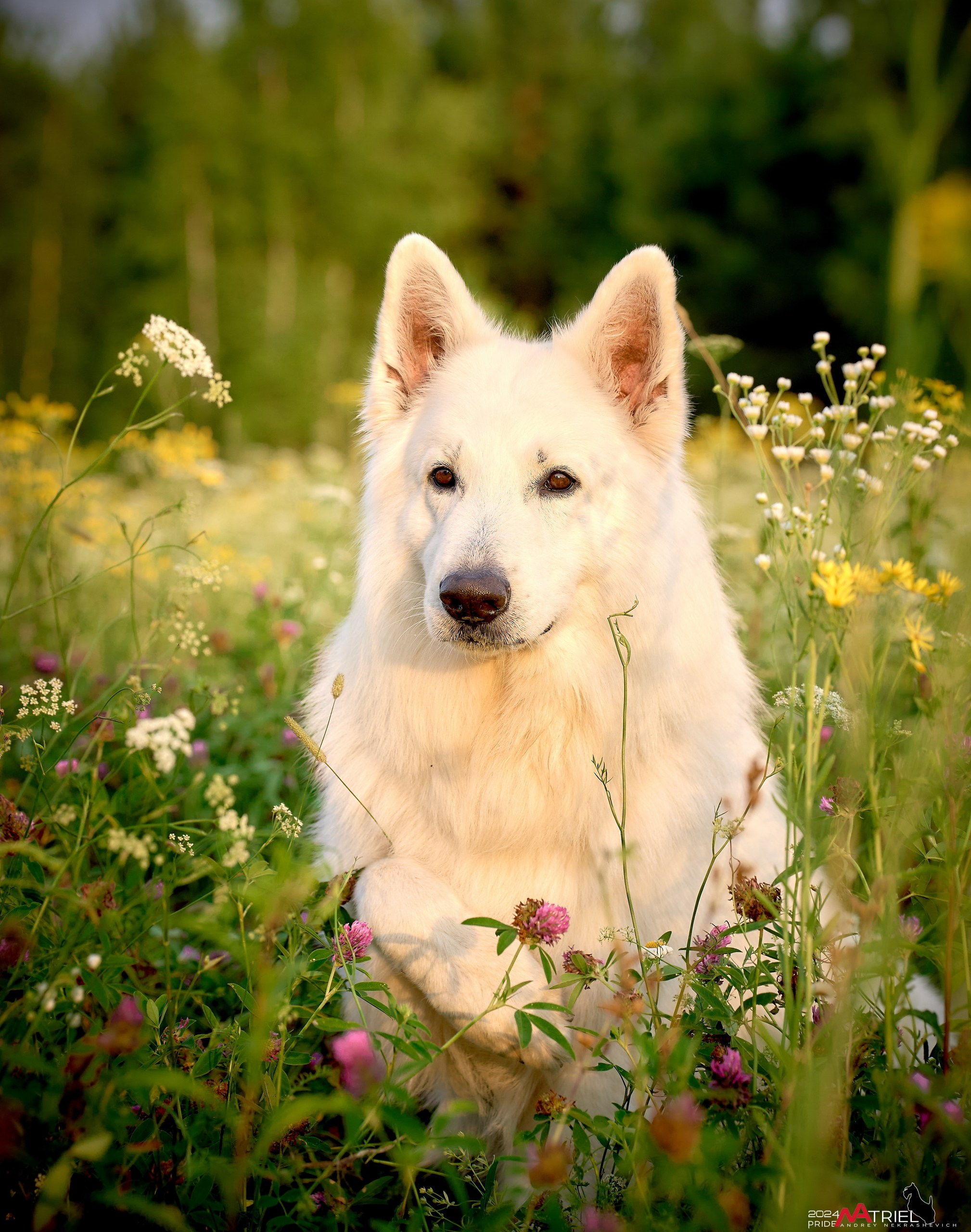 Репортаж из кинологического лагеря