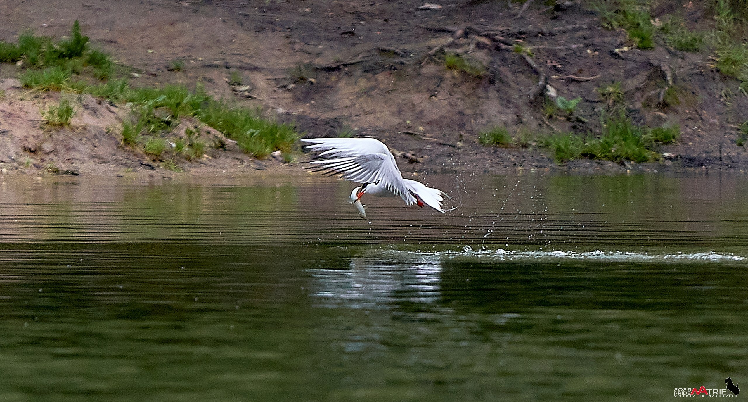 Съемка в парке на воде
