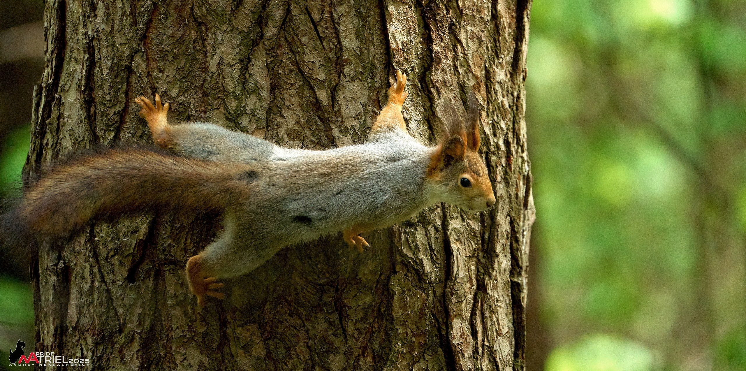 Съемка в майском лесу