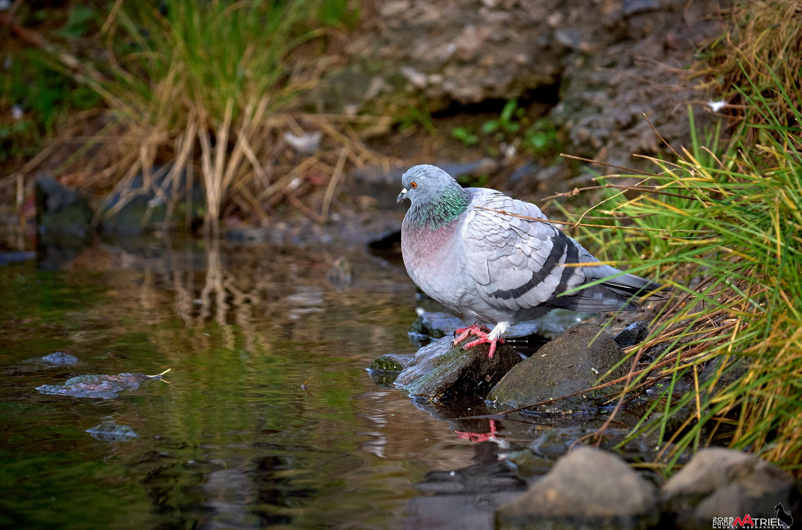 Съемка с объективом Sony 200-600 на камеру Sony A1m2