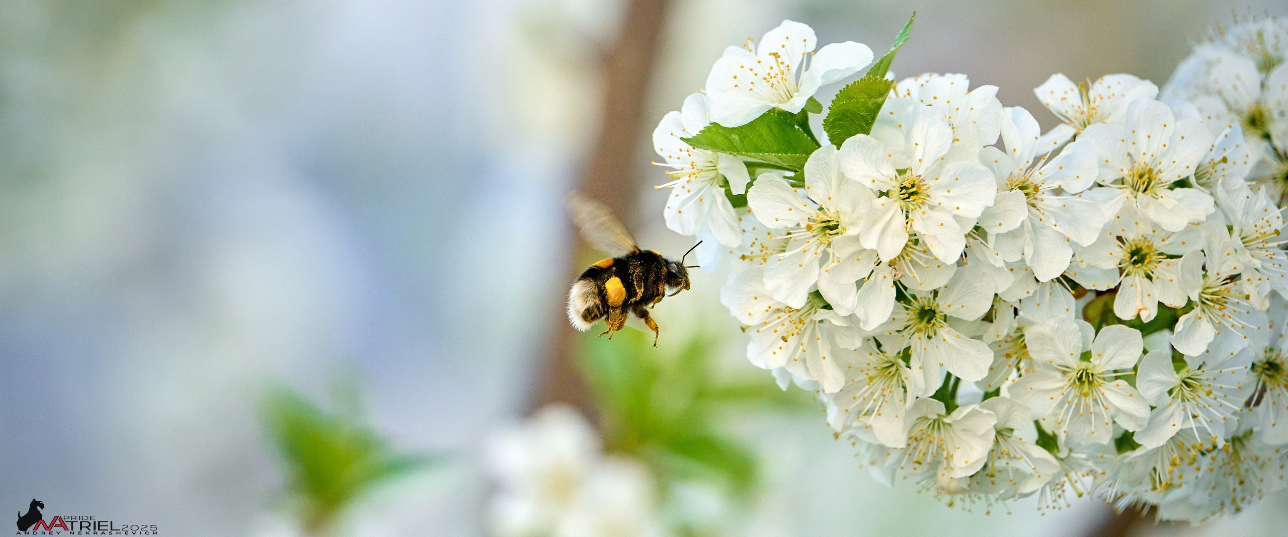 Природа в апреле. Всё в цветении!