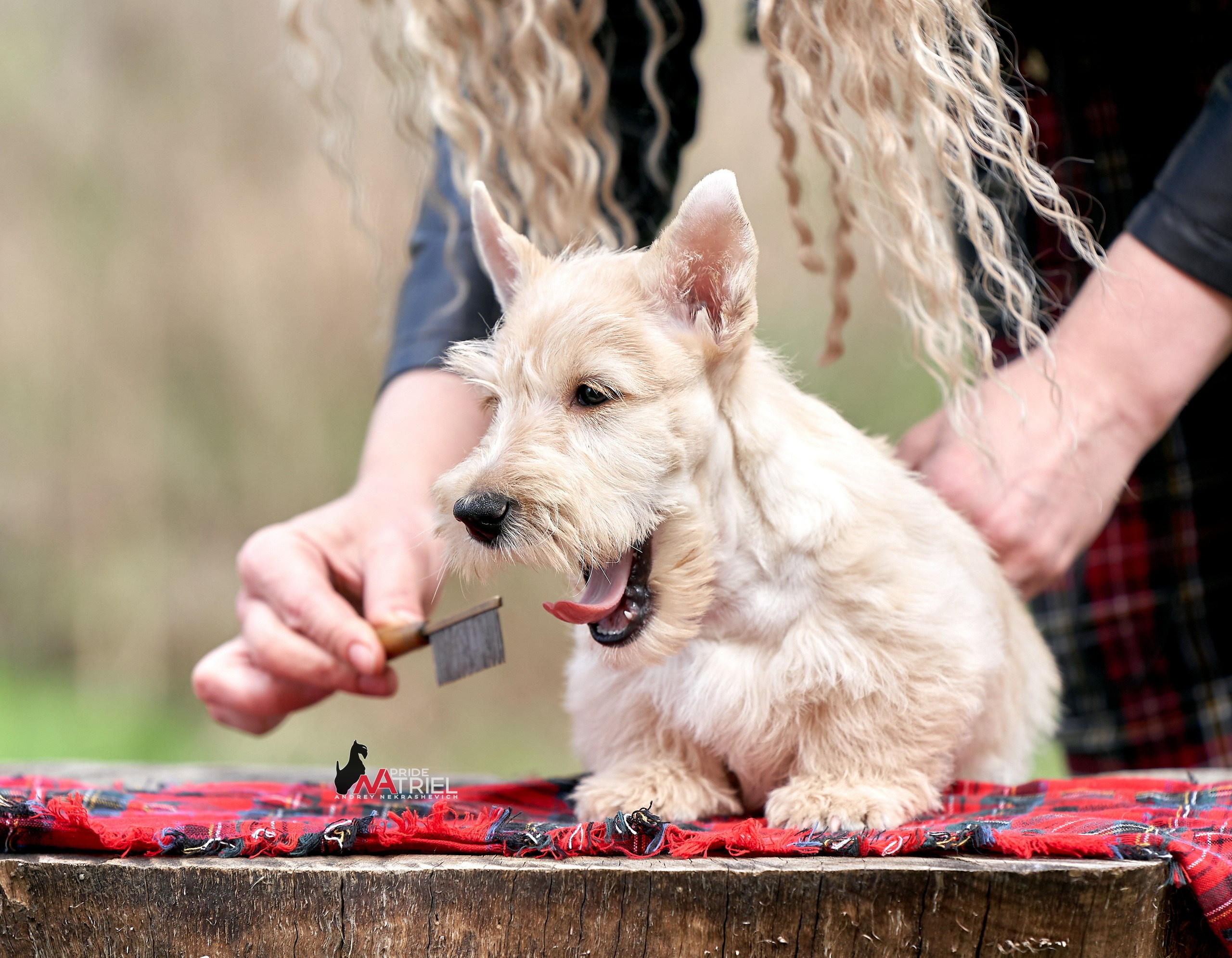 Щенки с людьми — галерея NATRIEL