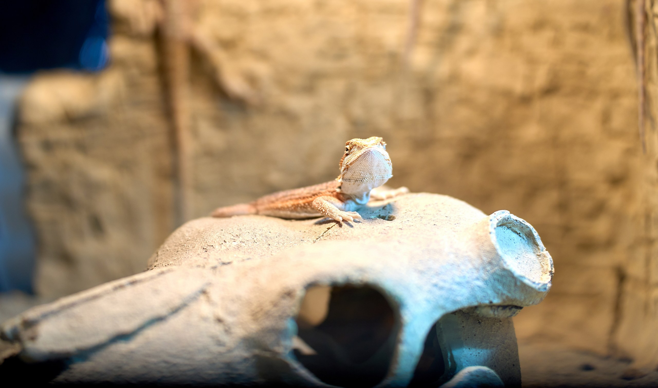 Рептилии — галерея NATRIEL