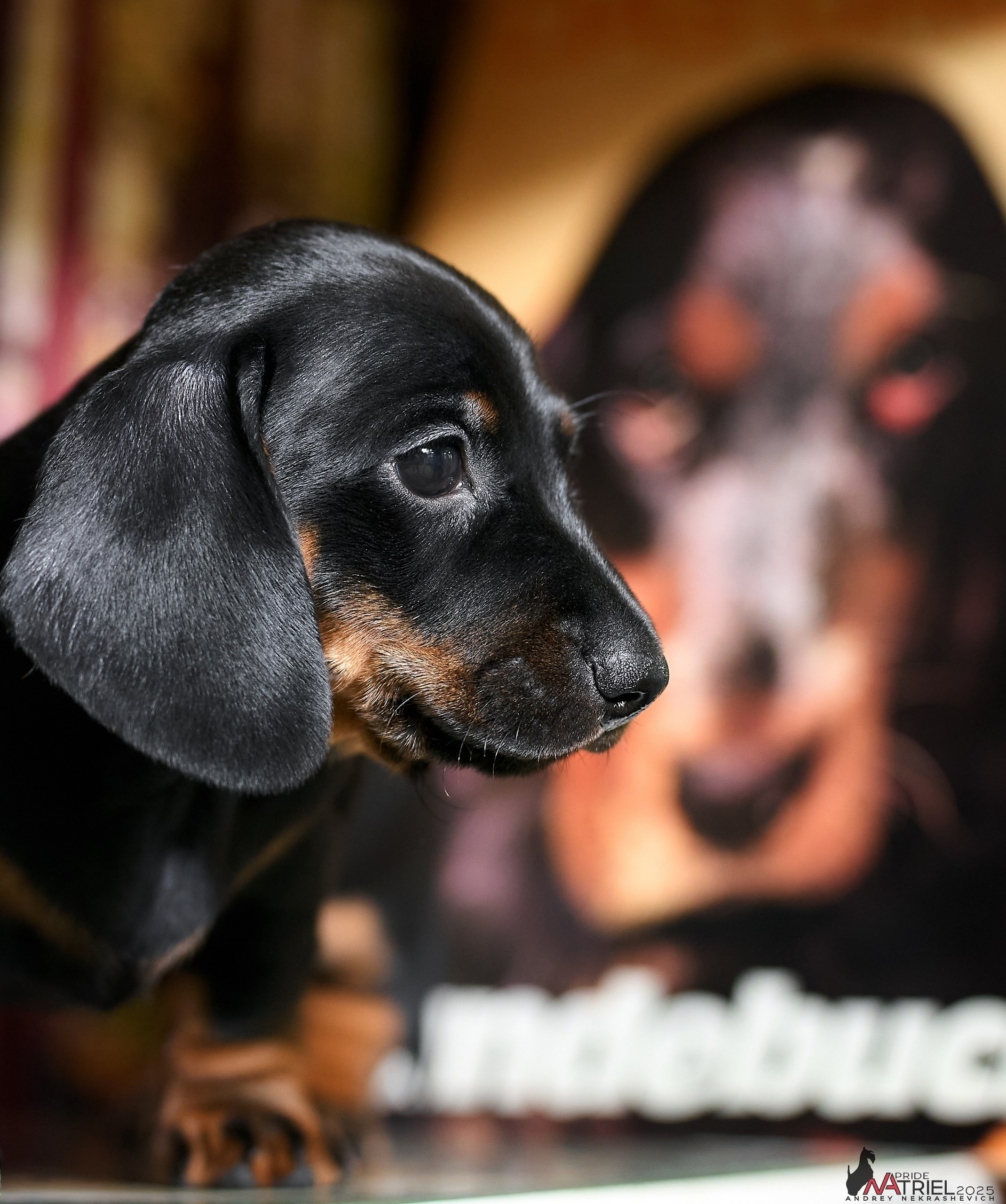 Съемка щенков таксы с мобильным светом