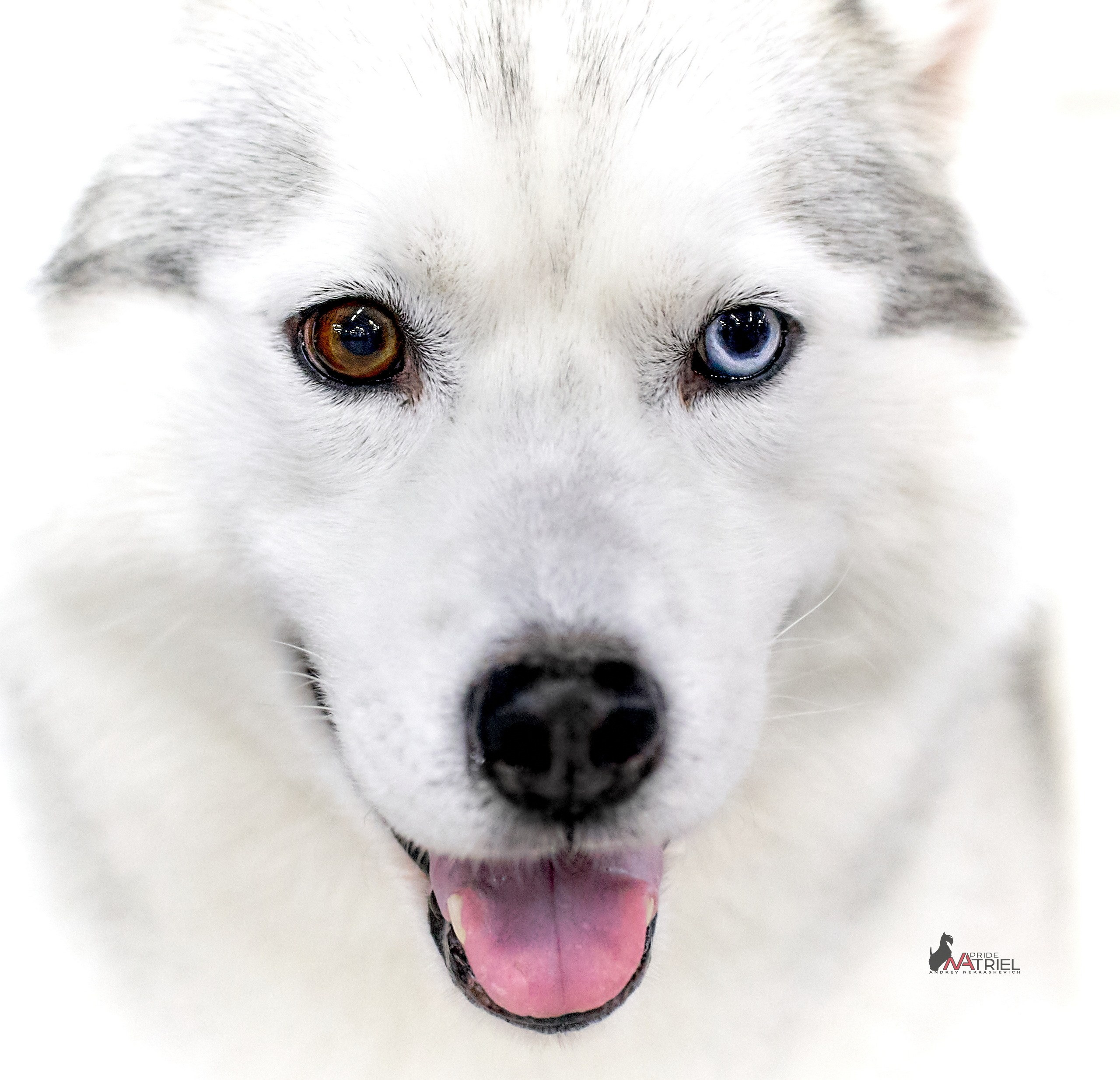 Картинки с выставки — галерея NATRIEL