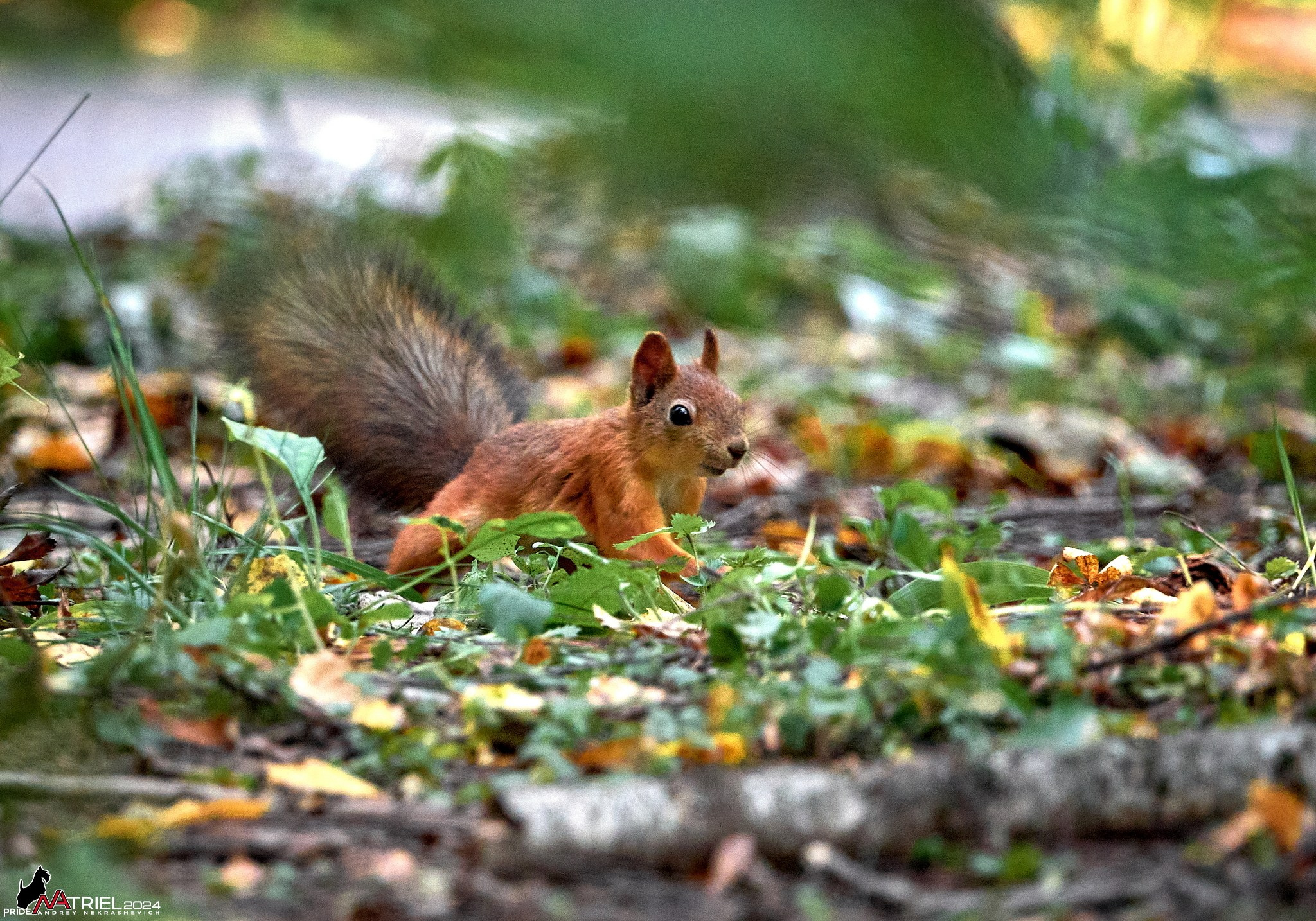 Фотопрогулка на природе