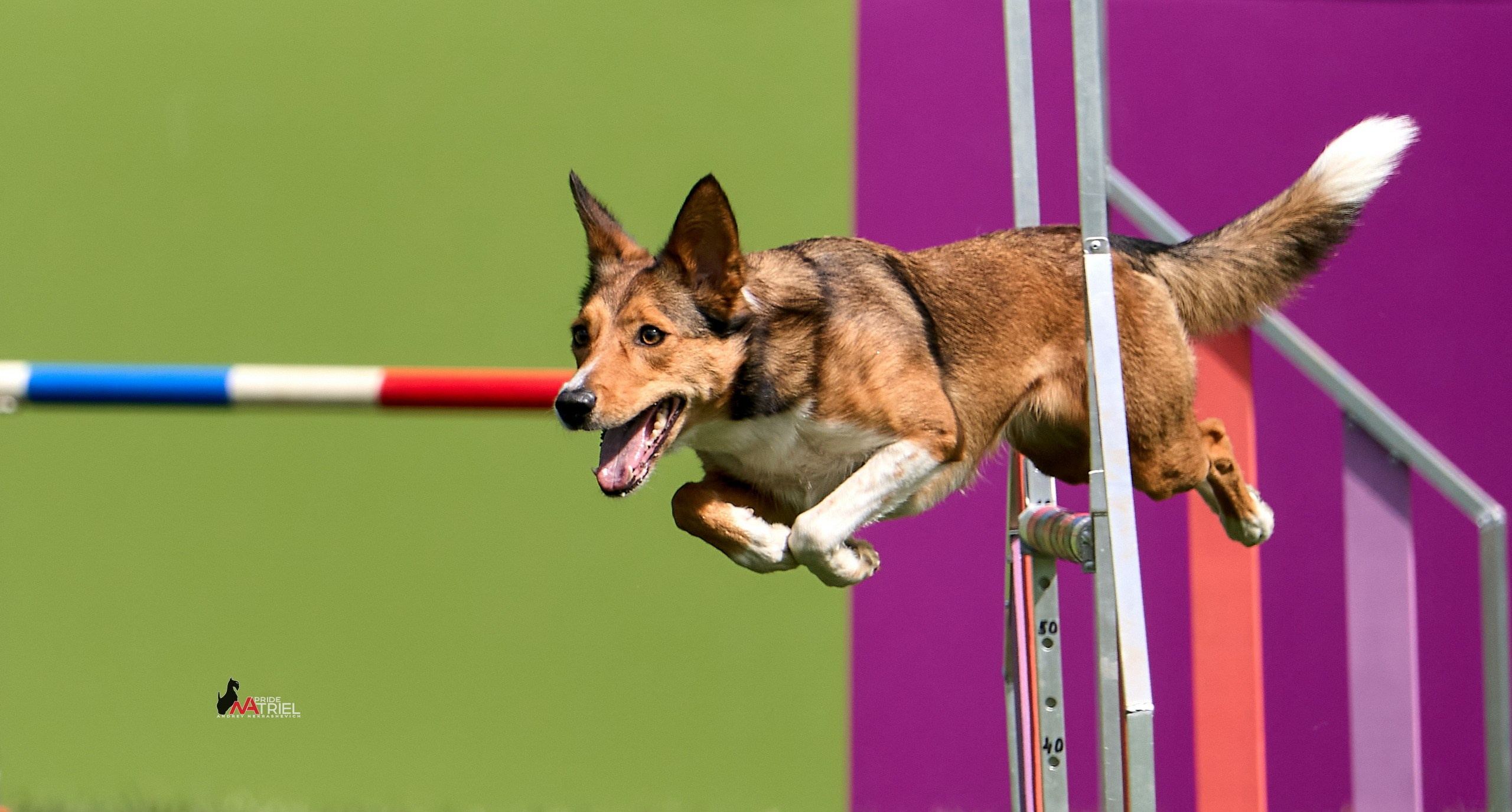 Аджилити — галерея NATRIEL