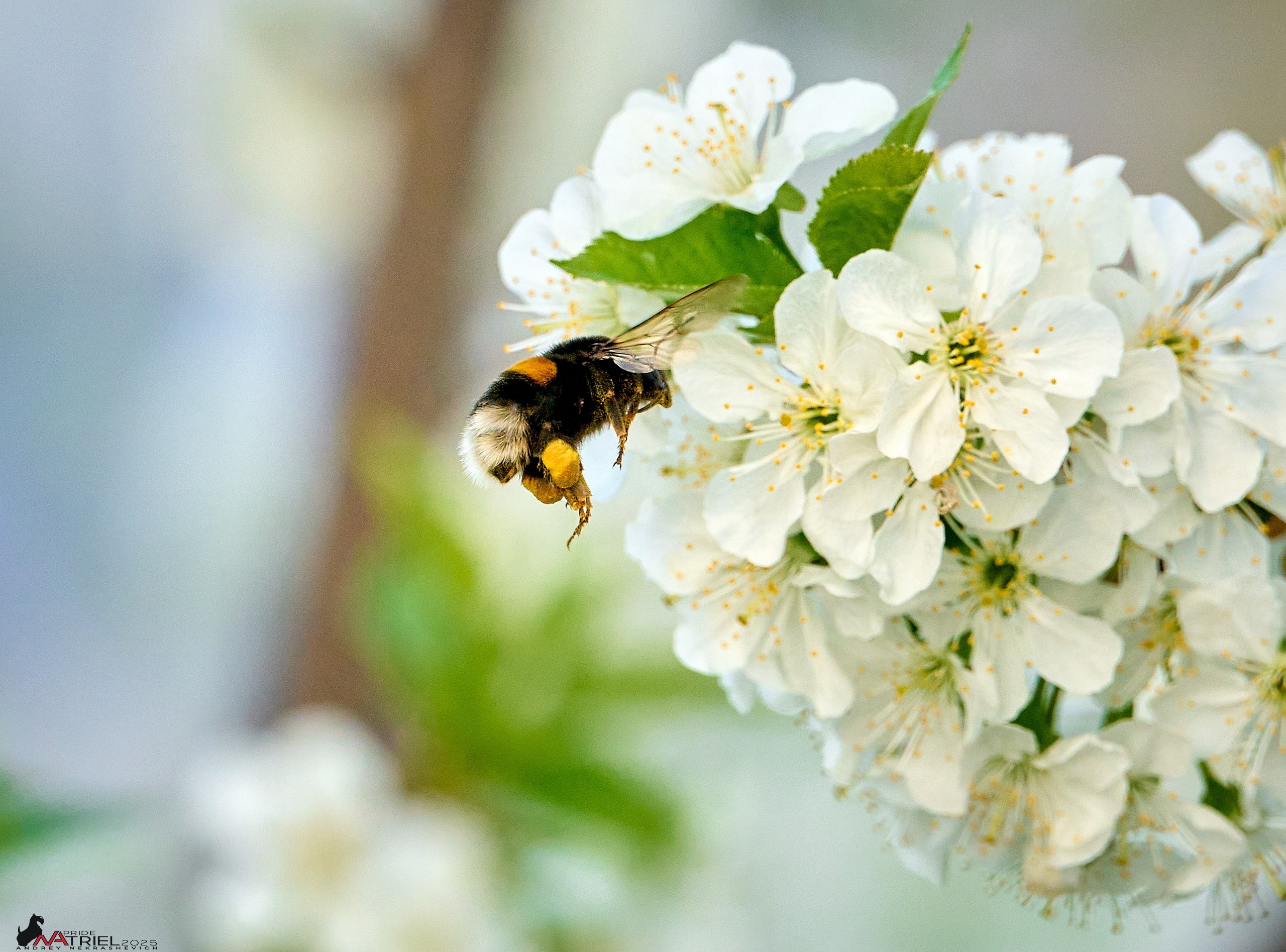Природа в апреле. Всё в цветении!
