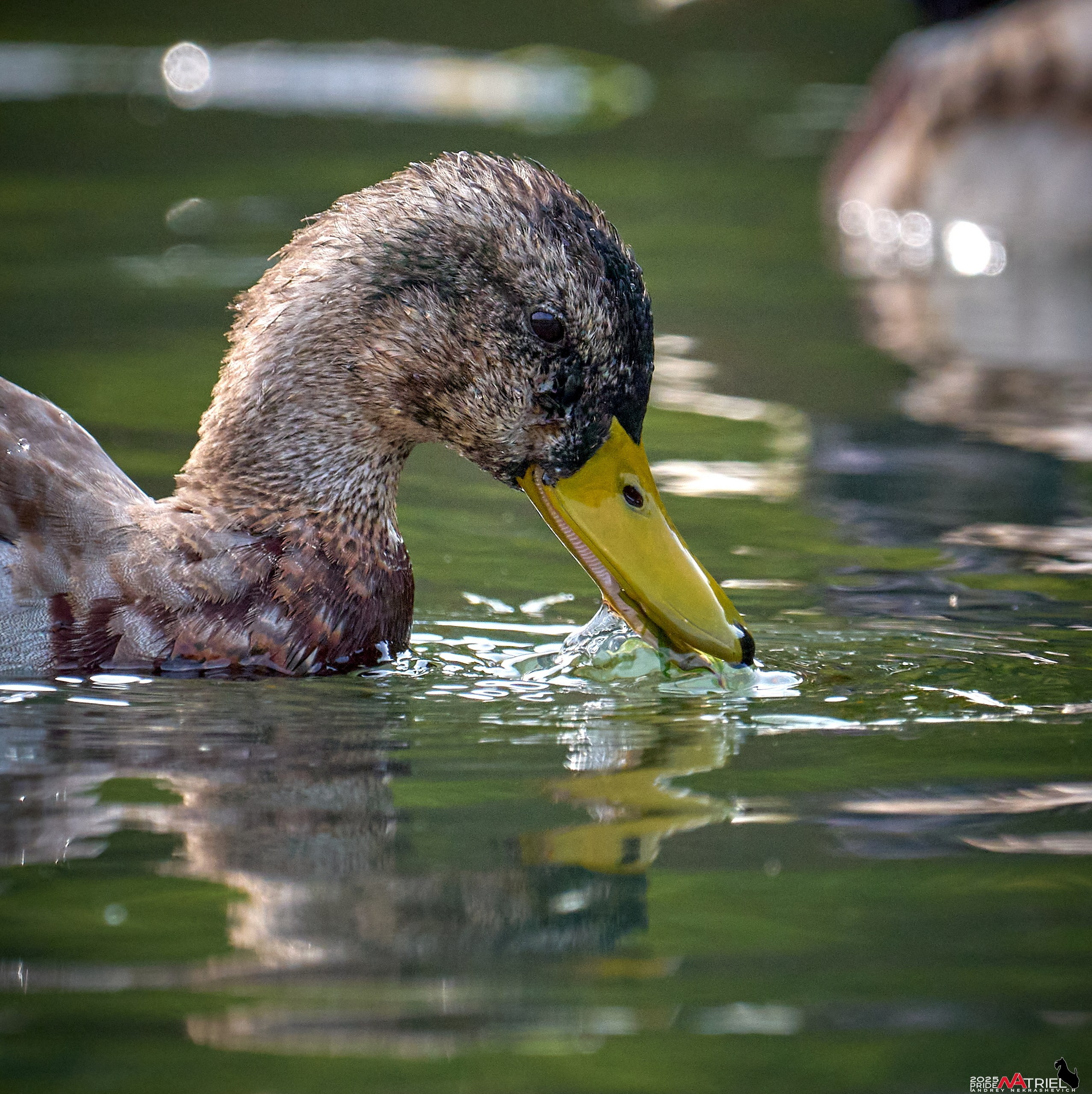 Съемка с объективом Sony 200-600 на камеру Sony A1m2