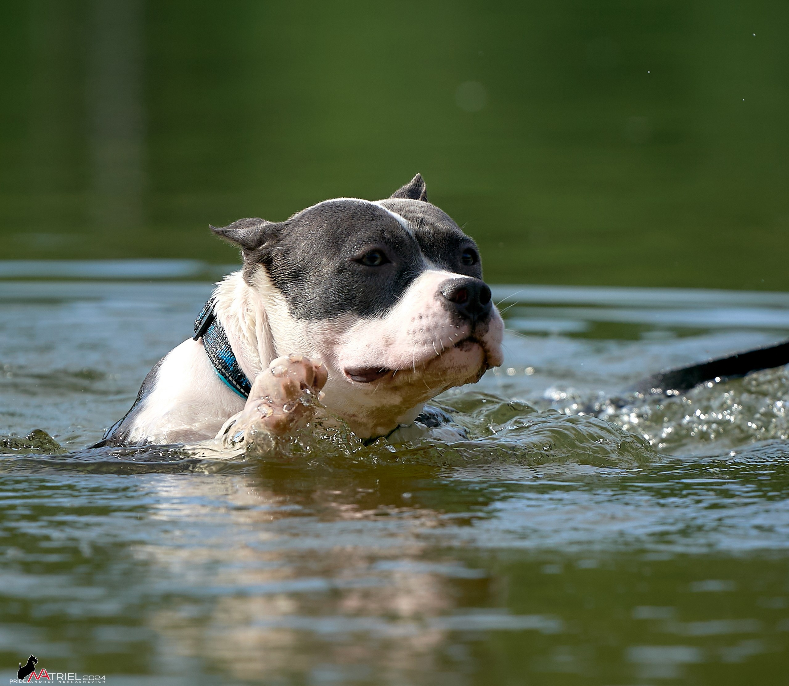 Фотопрогулка с булли