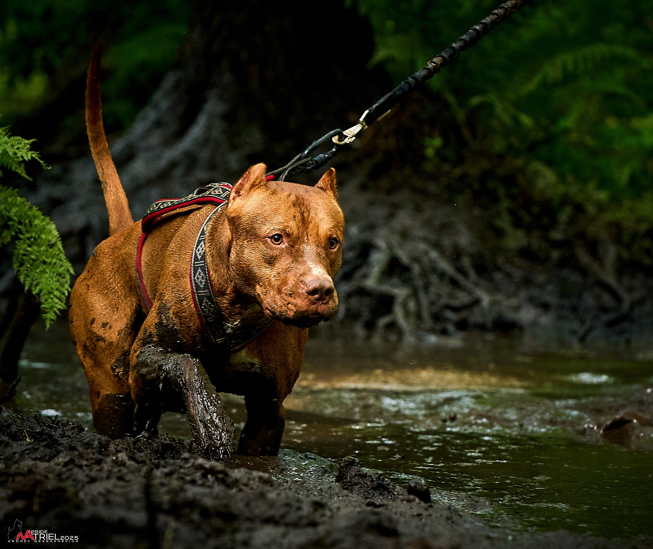 Russian Extreme Dog Trail — 2025