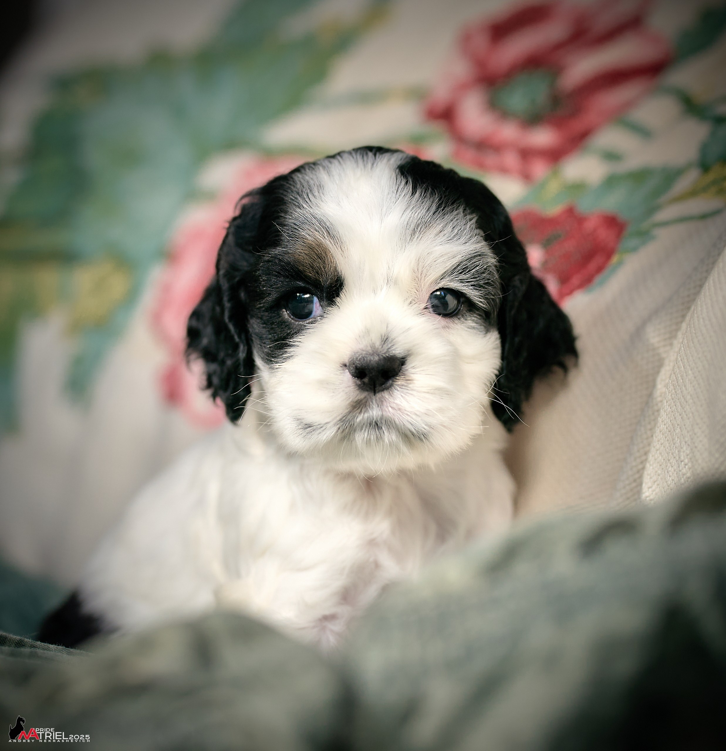 Щенки АмКокеров