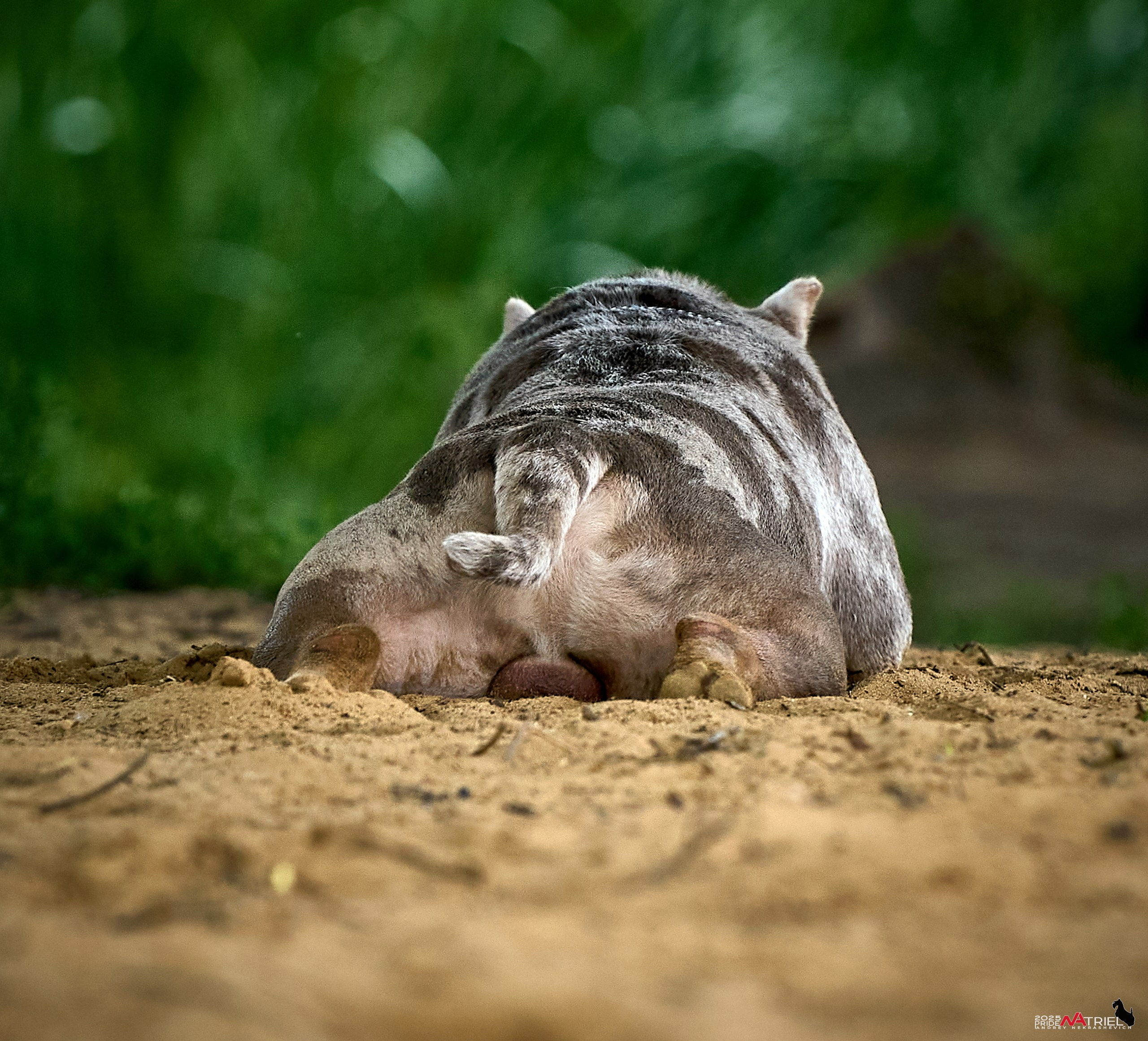 Съемка собак породы булли на природе