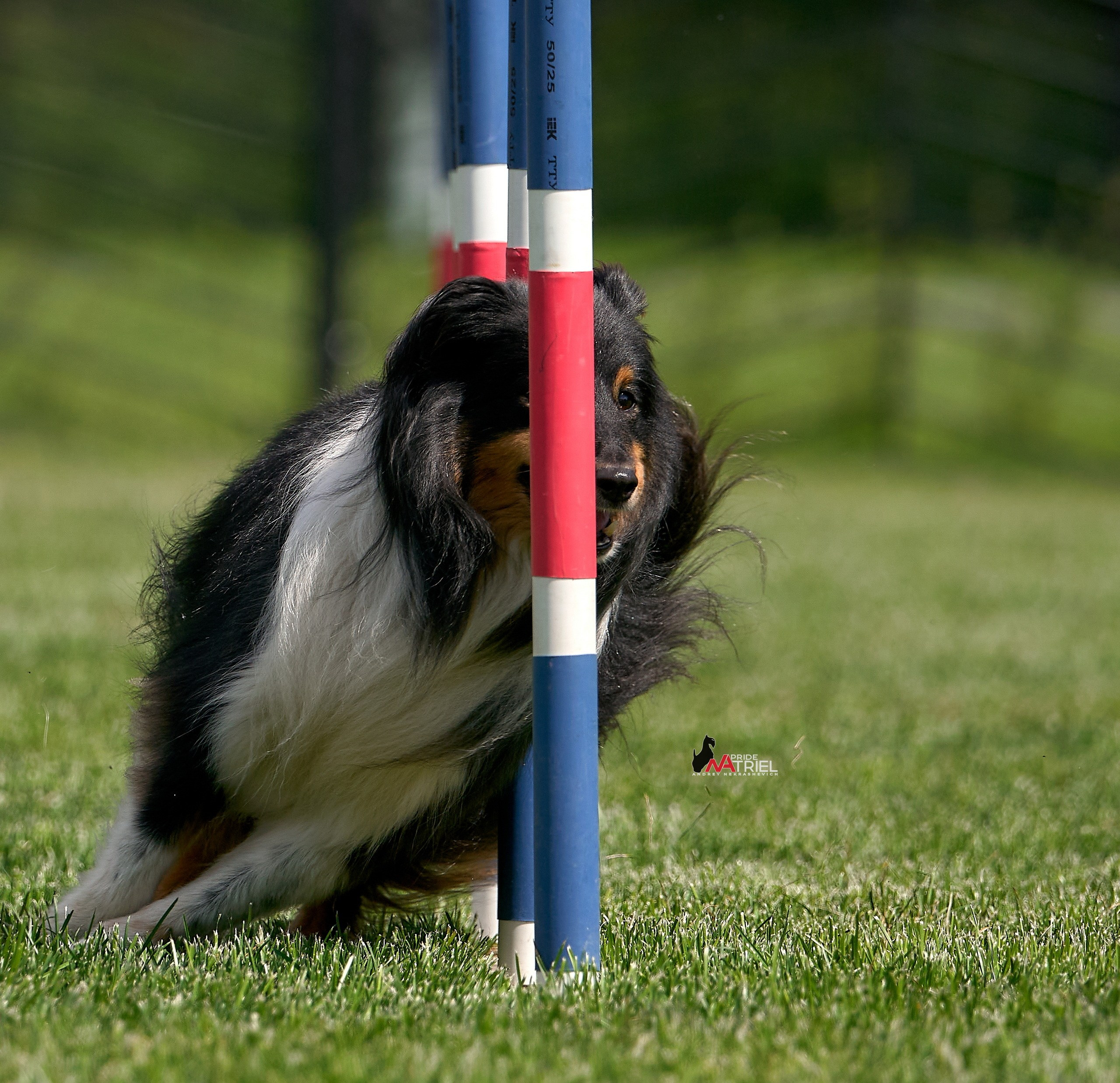 Аджилити — галерея NATRIEL