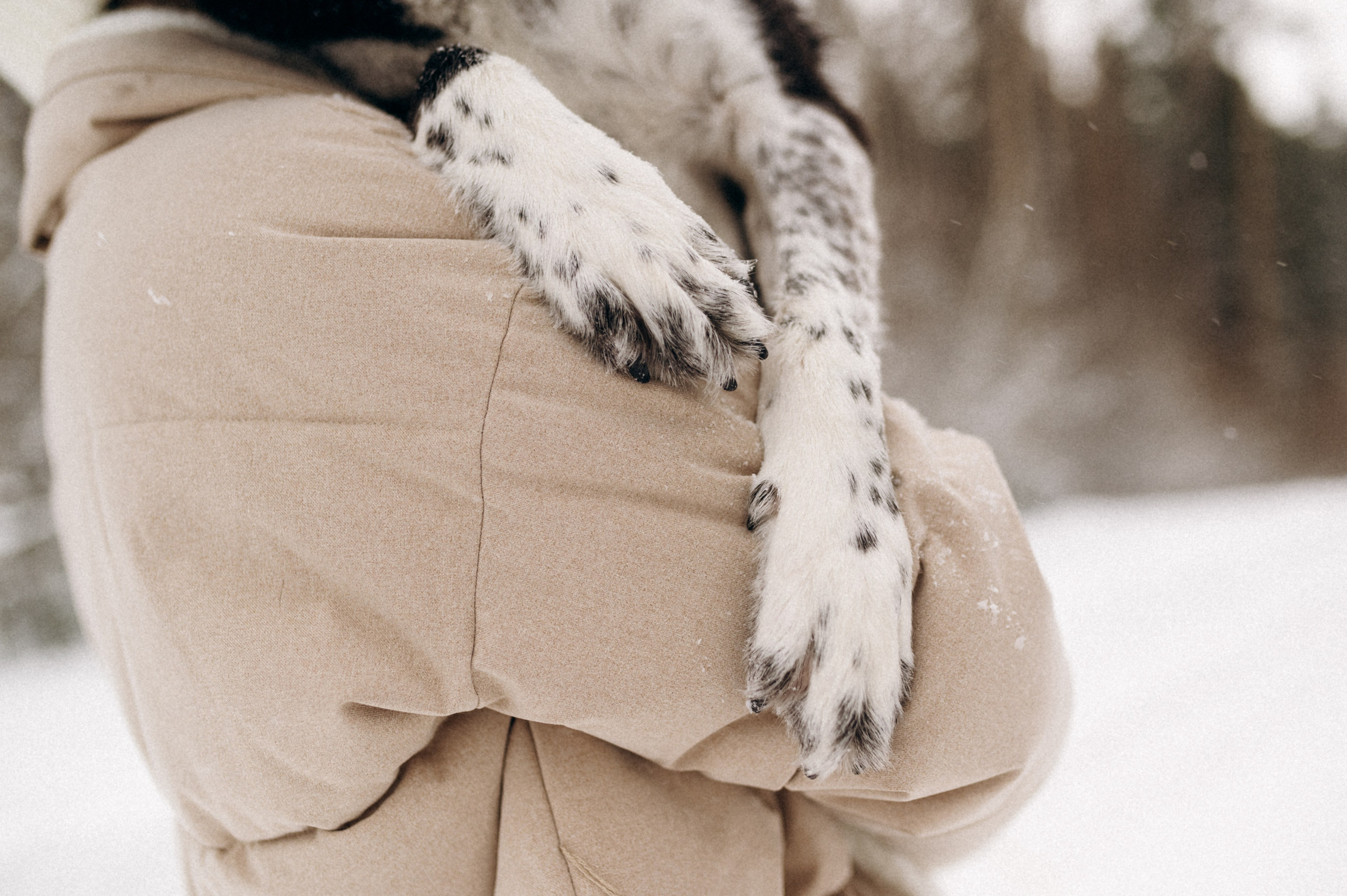 Аня и Милан. Фотограф анималист в Москве Ольга Агушева