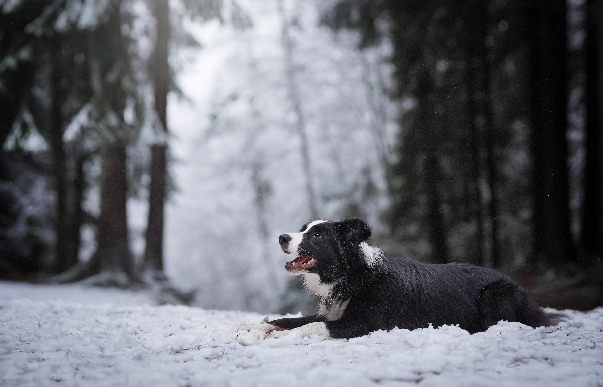 Юлия и Груша. Фотограф-анималист в Санкт-Петербурге Яна Мартынова