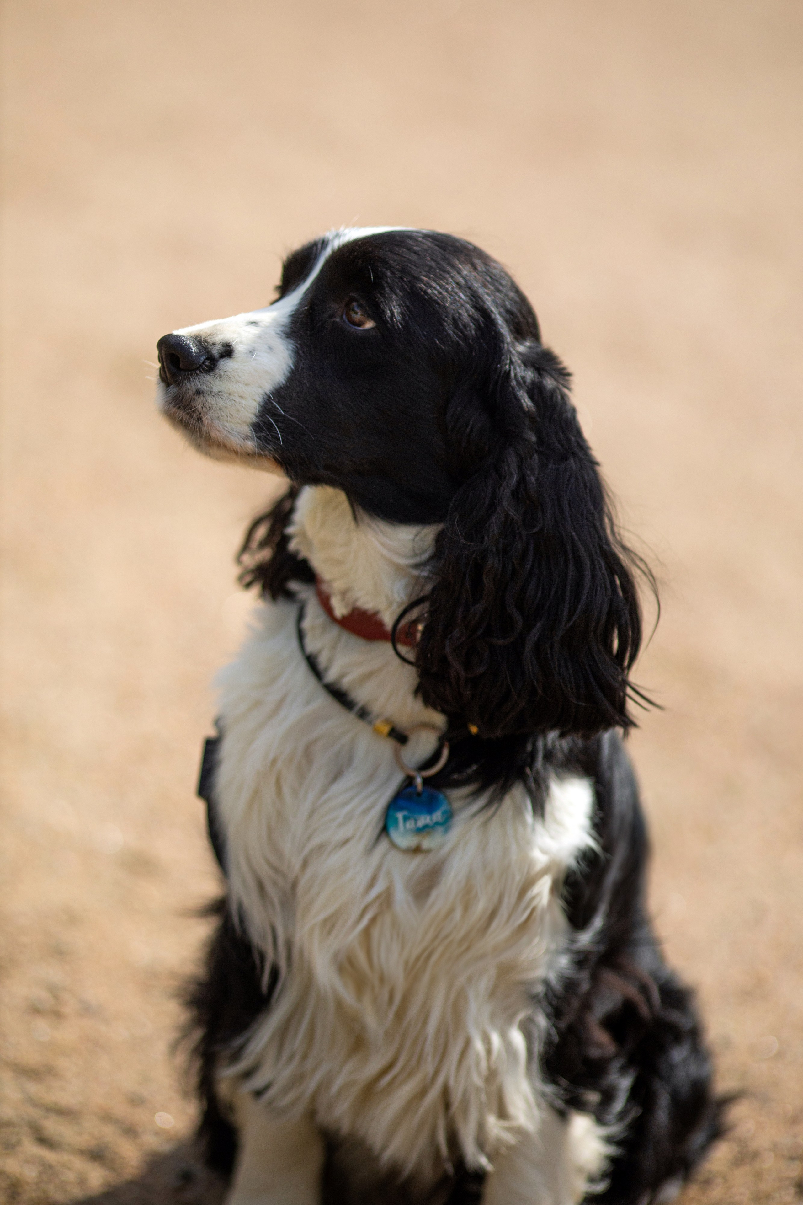 Таша. Художник и Фотограф Тимохина Юлия