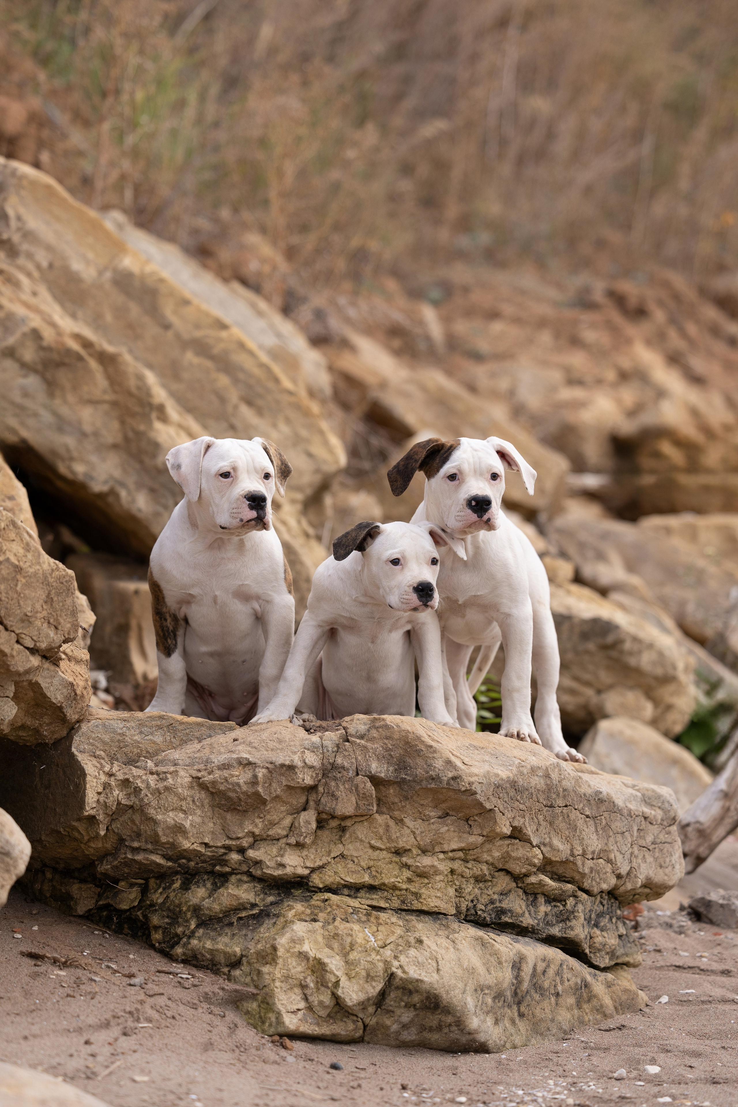 Щенки и котята на улице. Фотограф анималист в Казани Алина Сулейманова. Фотограф животных