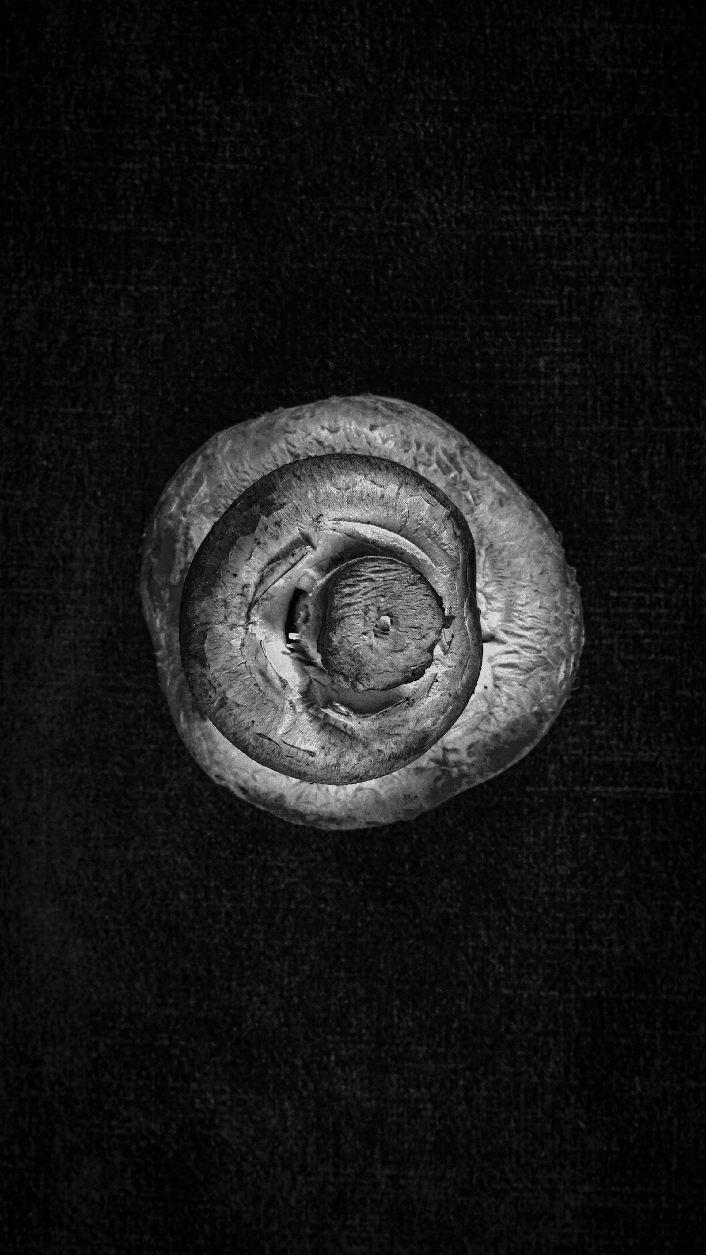 ГРИБЫ. Я  фотограф. Работаю в городе Москва,