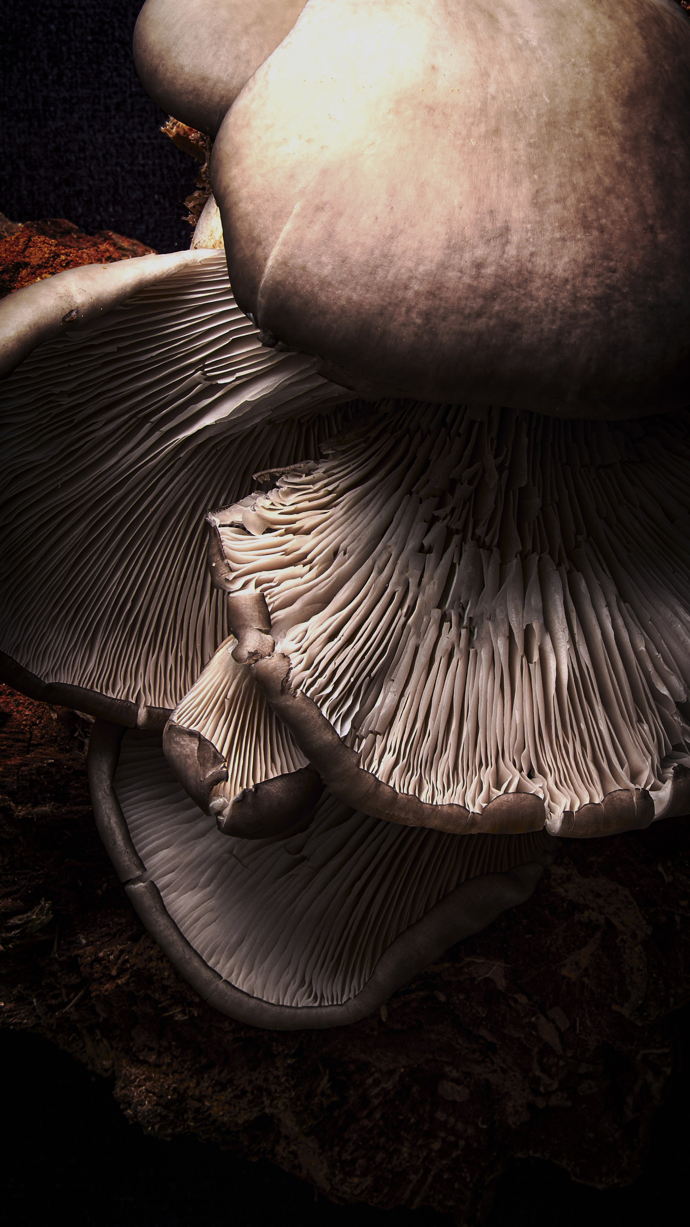 ГРИБЫ. Я  фотограф. Работаю в городе Москва,