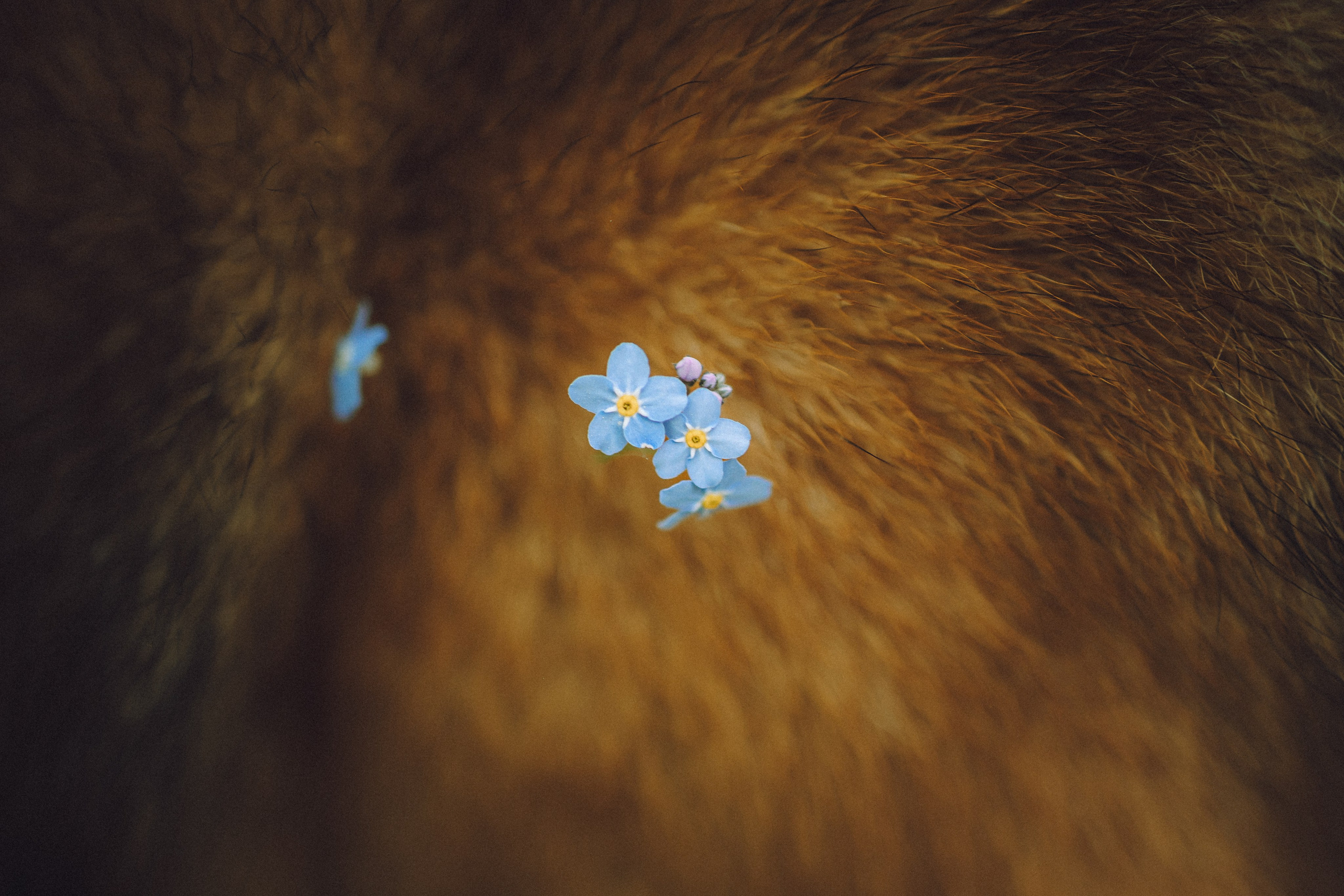 Шед, Цири, Чиби, Цера и их семья