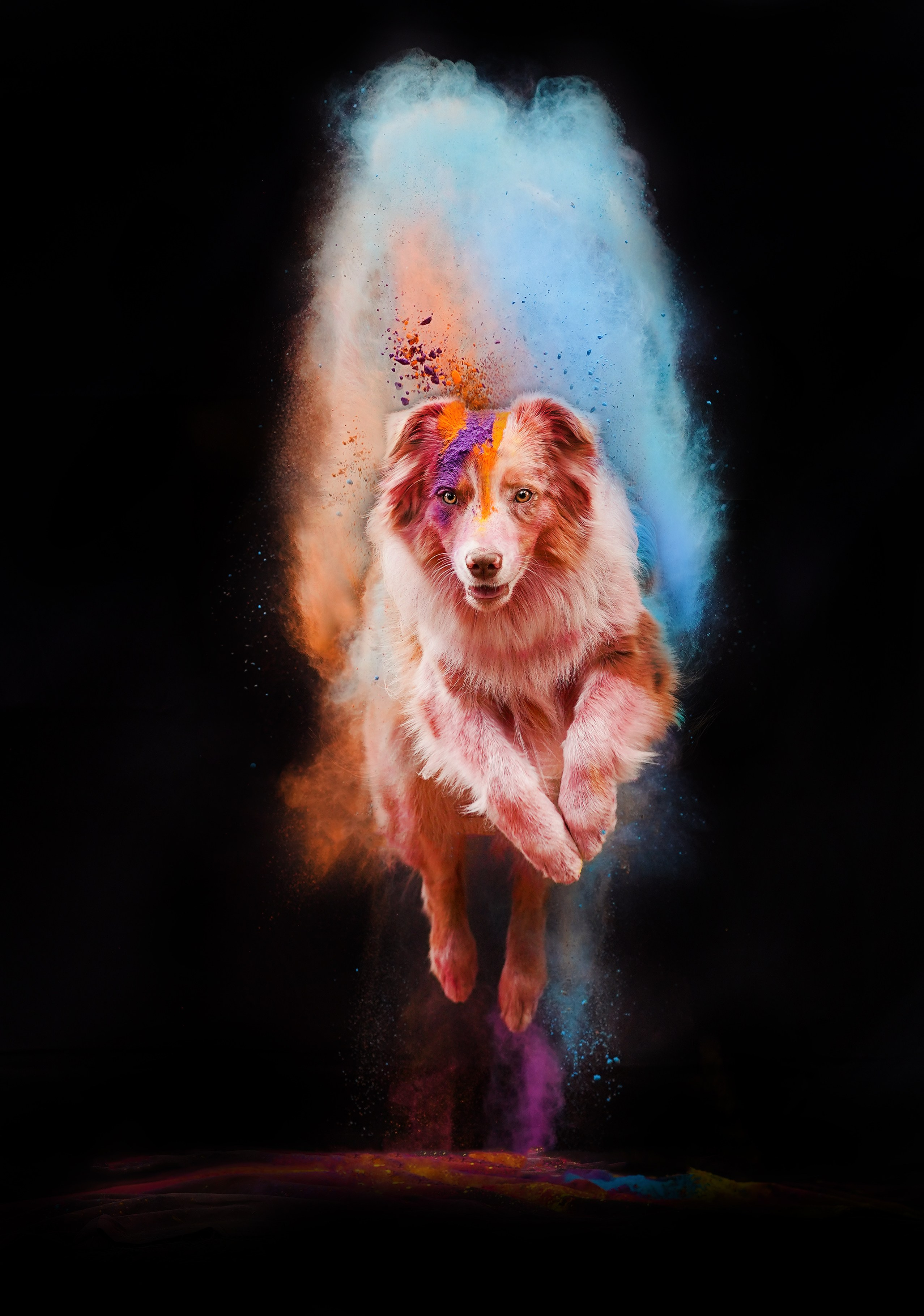 Панда и краски Холи. Фотограф-анималист в Санкт-Петербурге Яна Мартынова