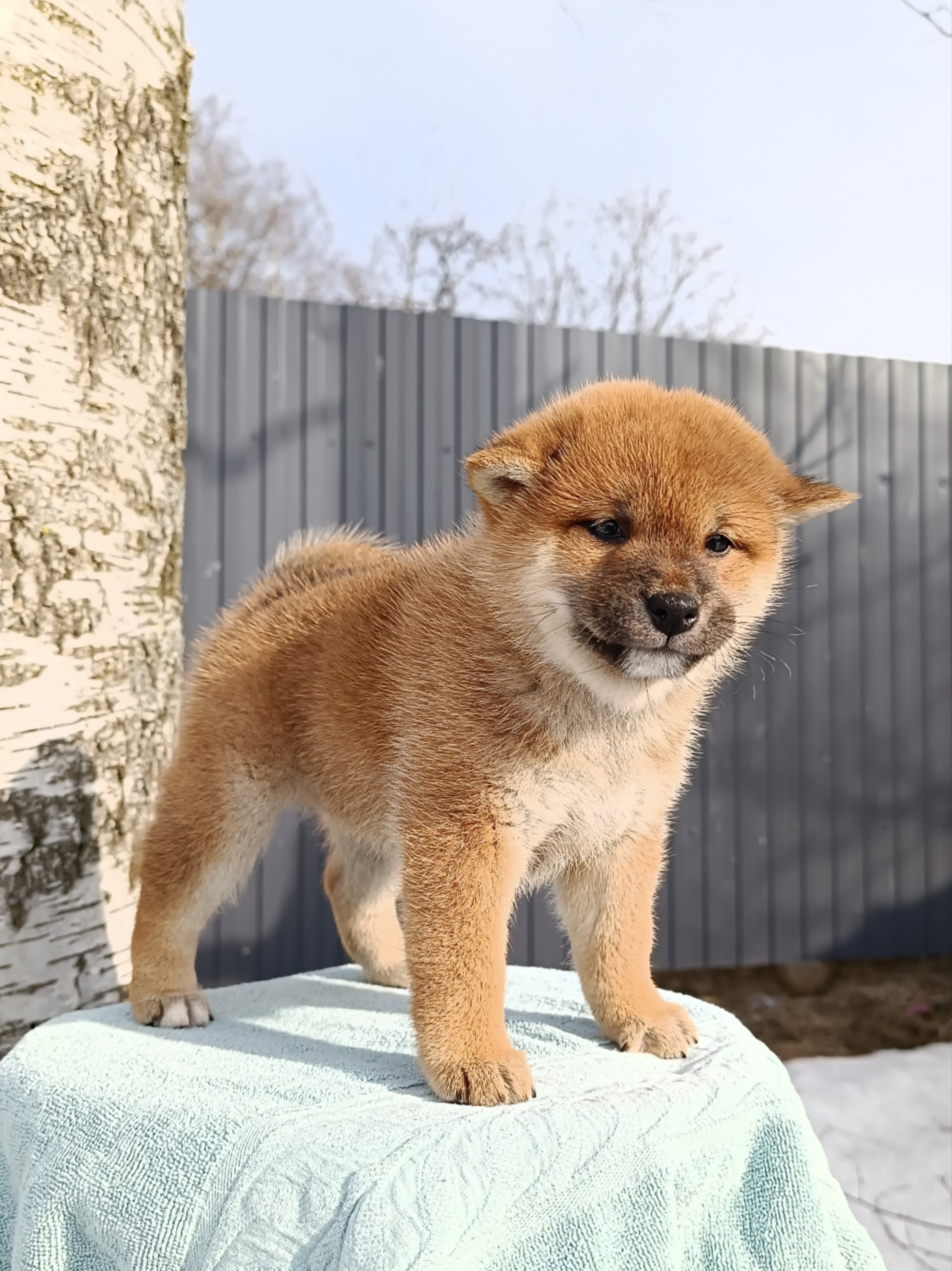 Сиба Rubylight Ellis питомник Рубилайт 