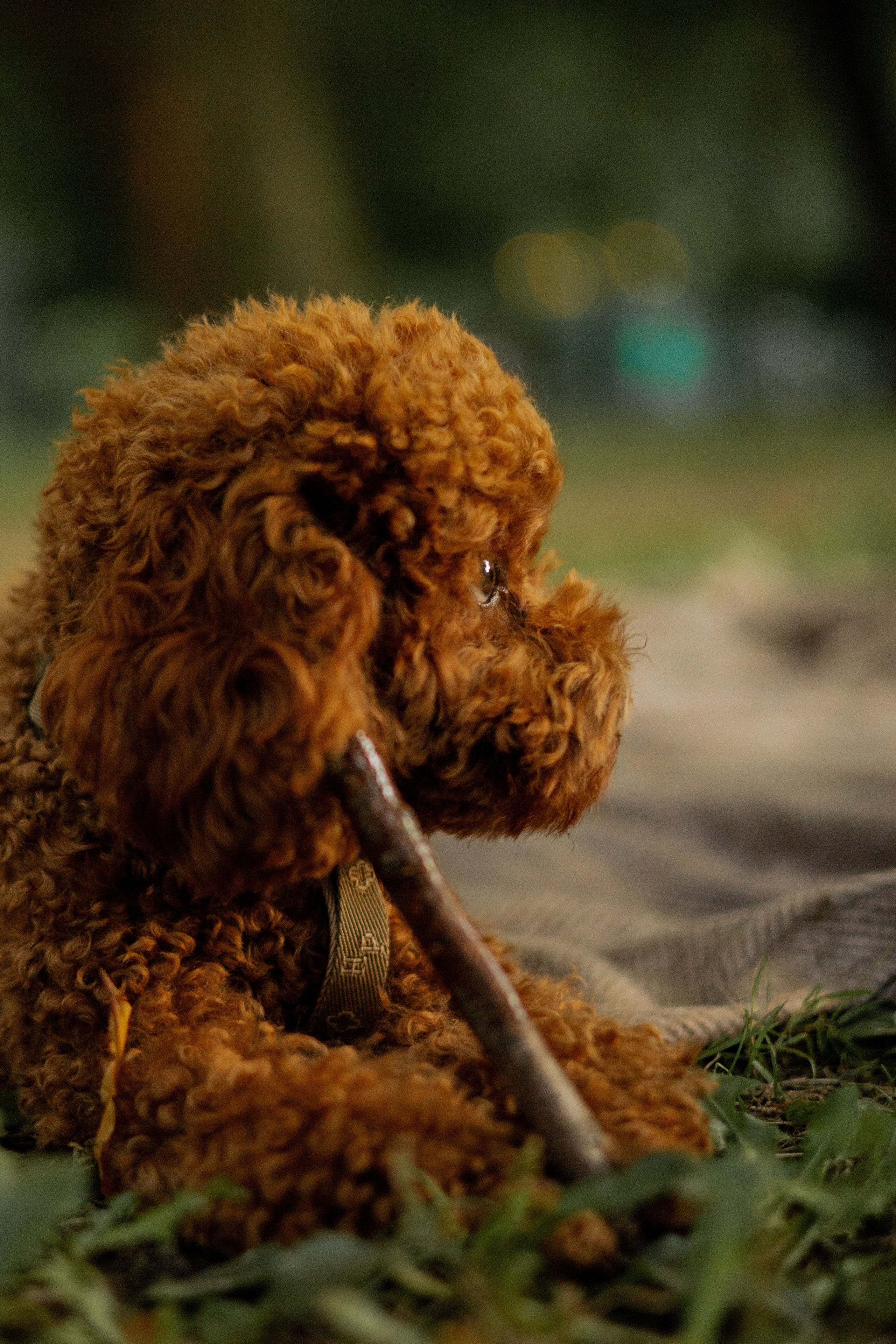 Мишель и её семья. Фотограф — анималист •love-story•|Санкт-Петербург