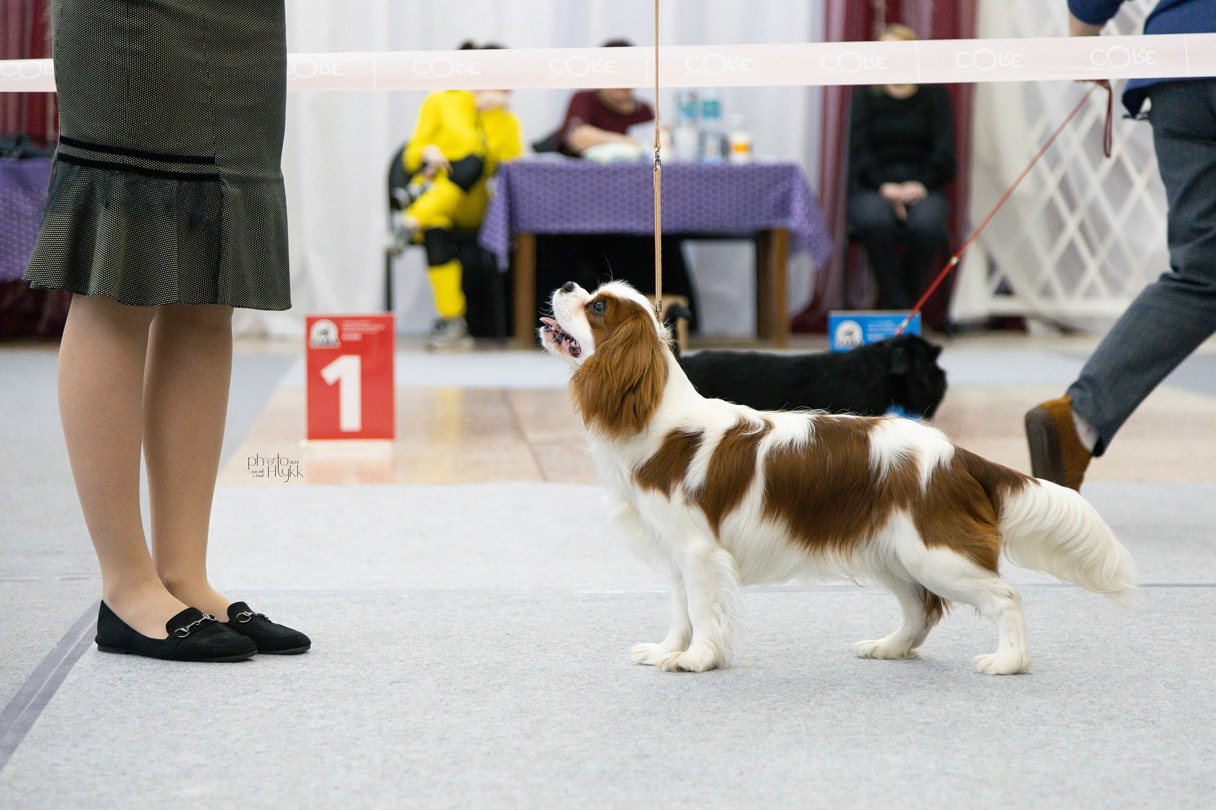 31 марта 2024, Выставка РКФ, г. Пермь. Htykk_photo