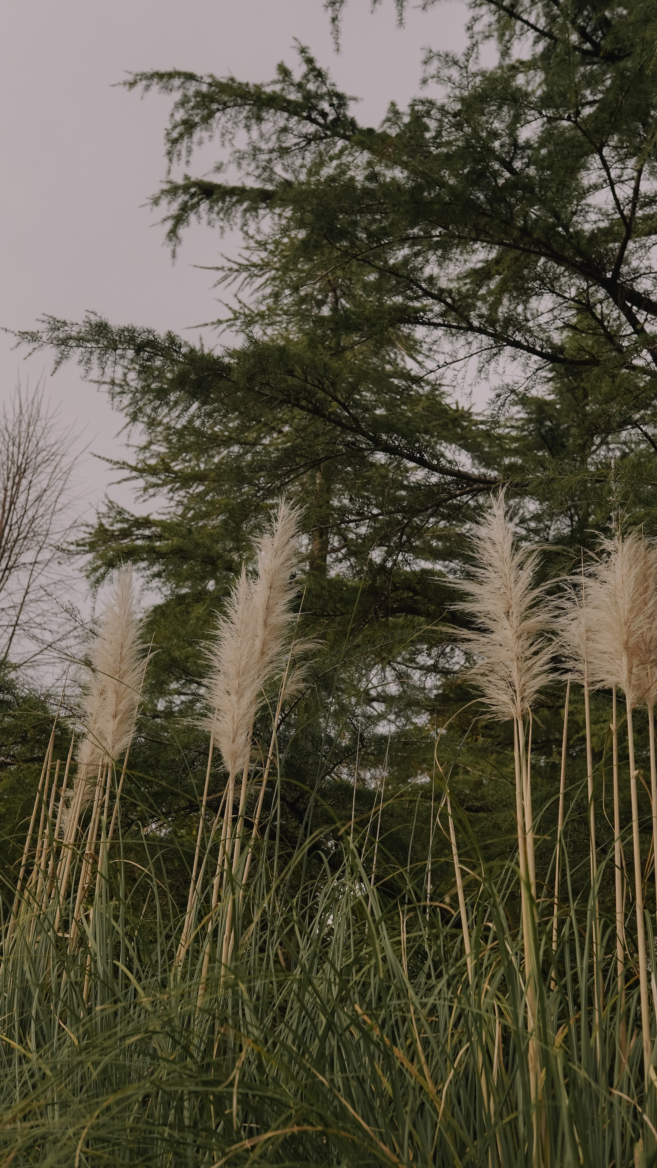 ЦВЕТЕНИЕ. Милана Довгаль - семейный фотограф и видеограф  в Адлере и Сочи