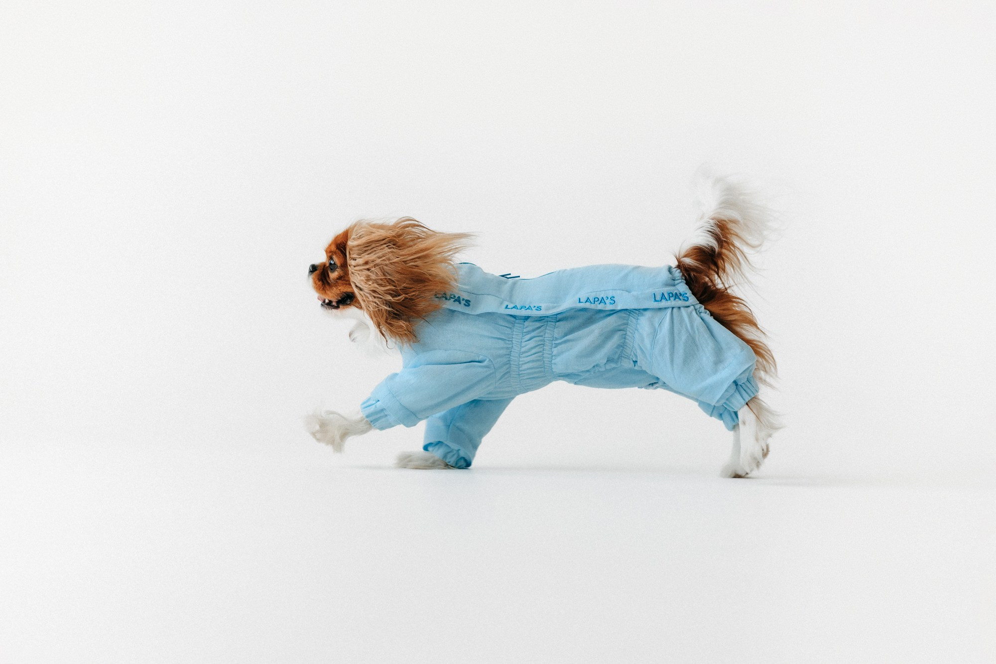 Одежда Lapa`s brand. Фотограф-анималист Елена Радченко, Москва