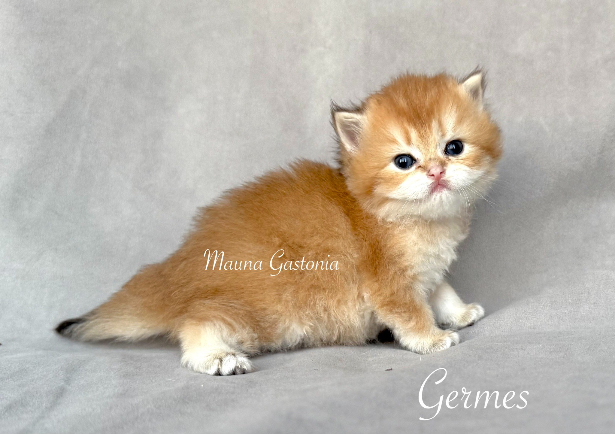 Germes. Mauna Gastonia