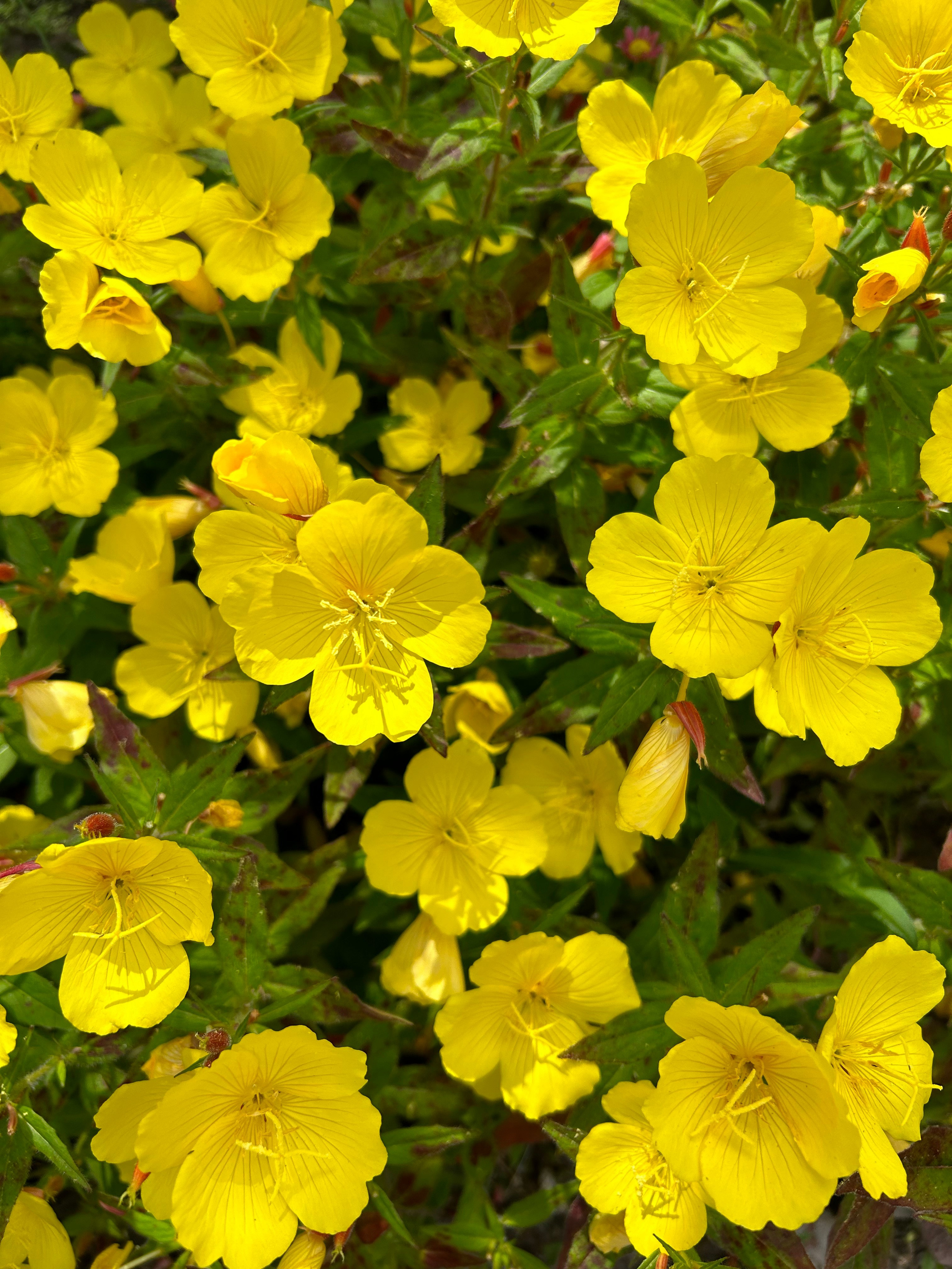 Цветы. Фотокружок «Видоискатель» ГБОУ СОШ № 291