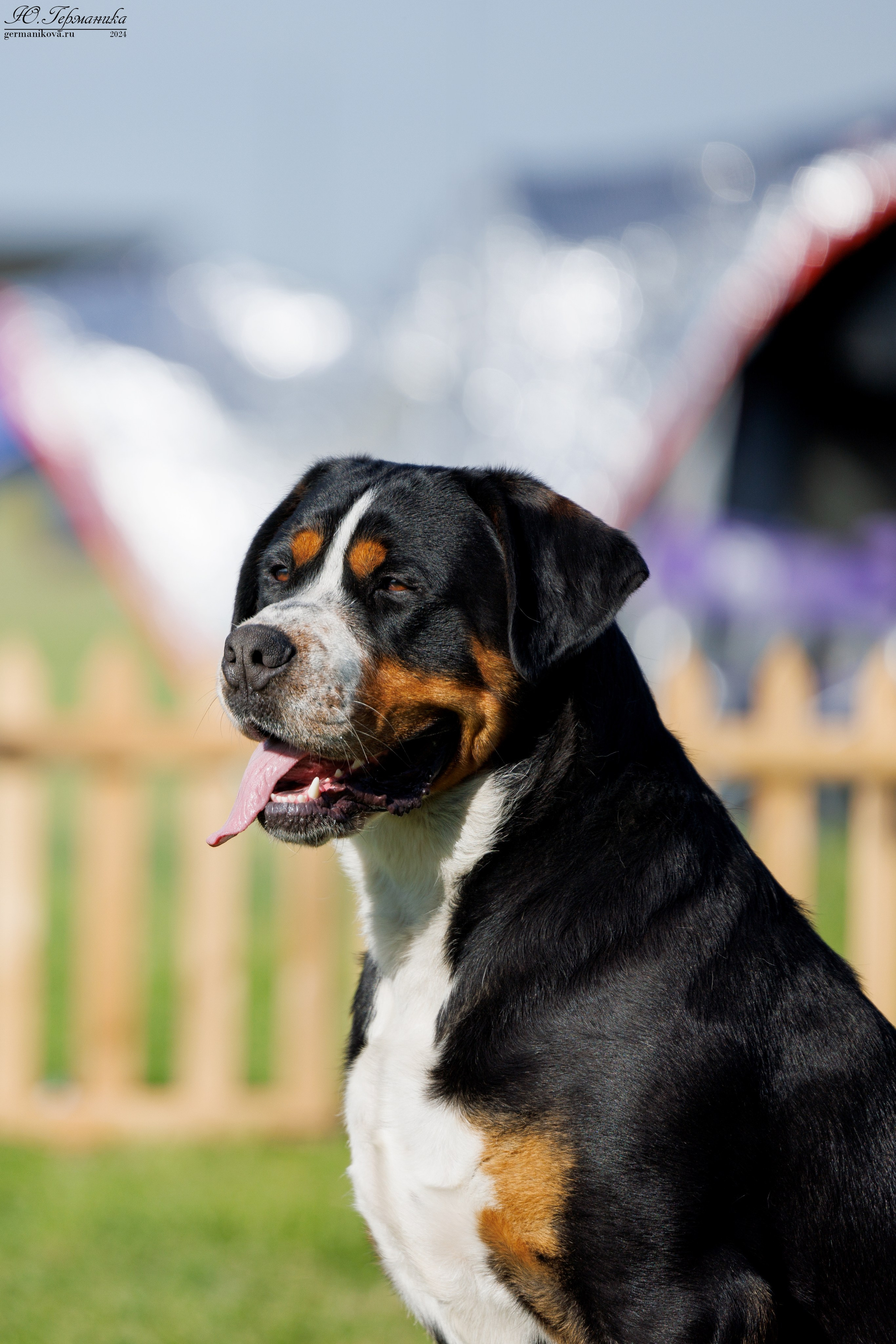 Ереван 3-5.06.2024. Фотограф-анималист Юлия Германика