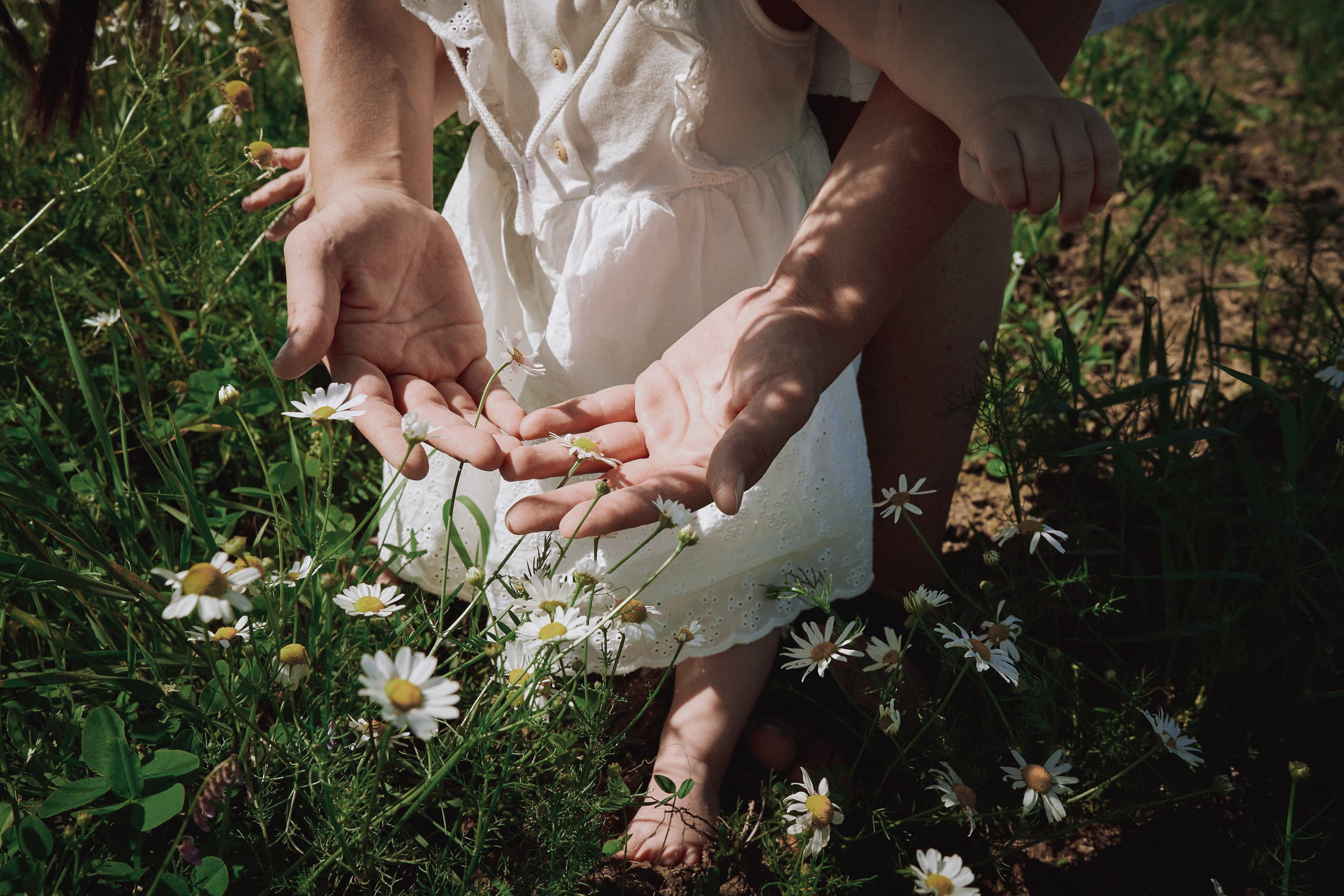 Поле с ромашками. Фотограф в Санкт-Петербурге | Аня Маленчук