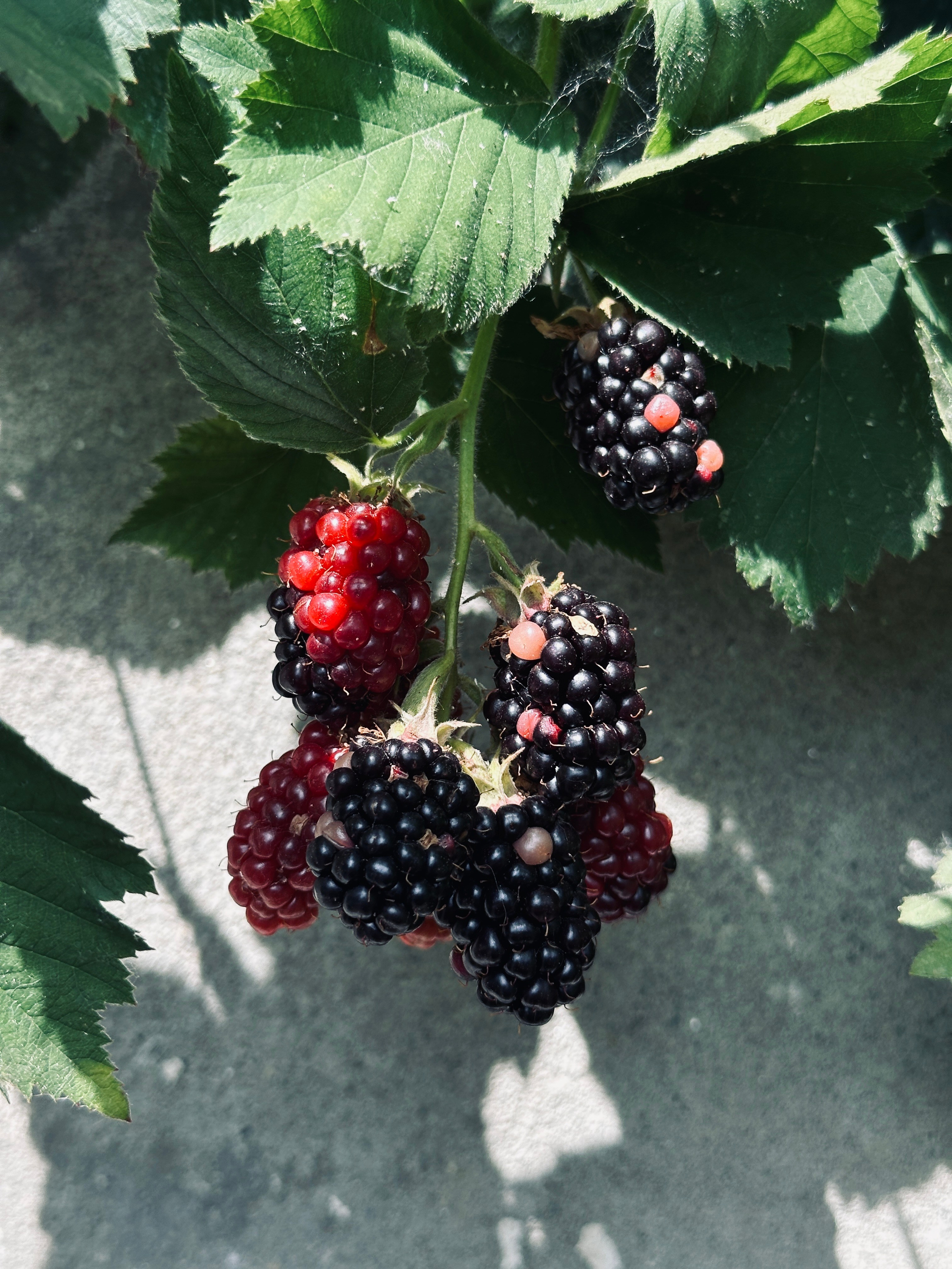 Макро любовь. Смотри, красота!