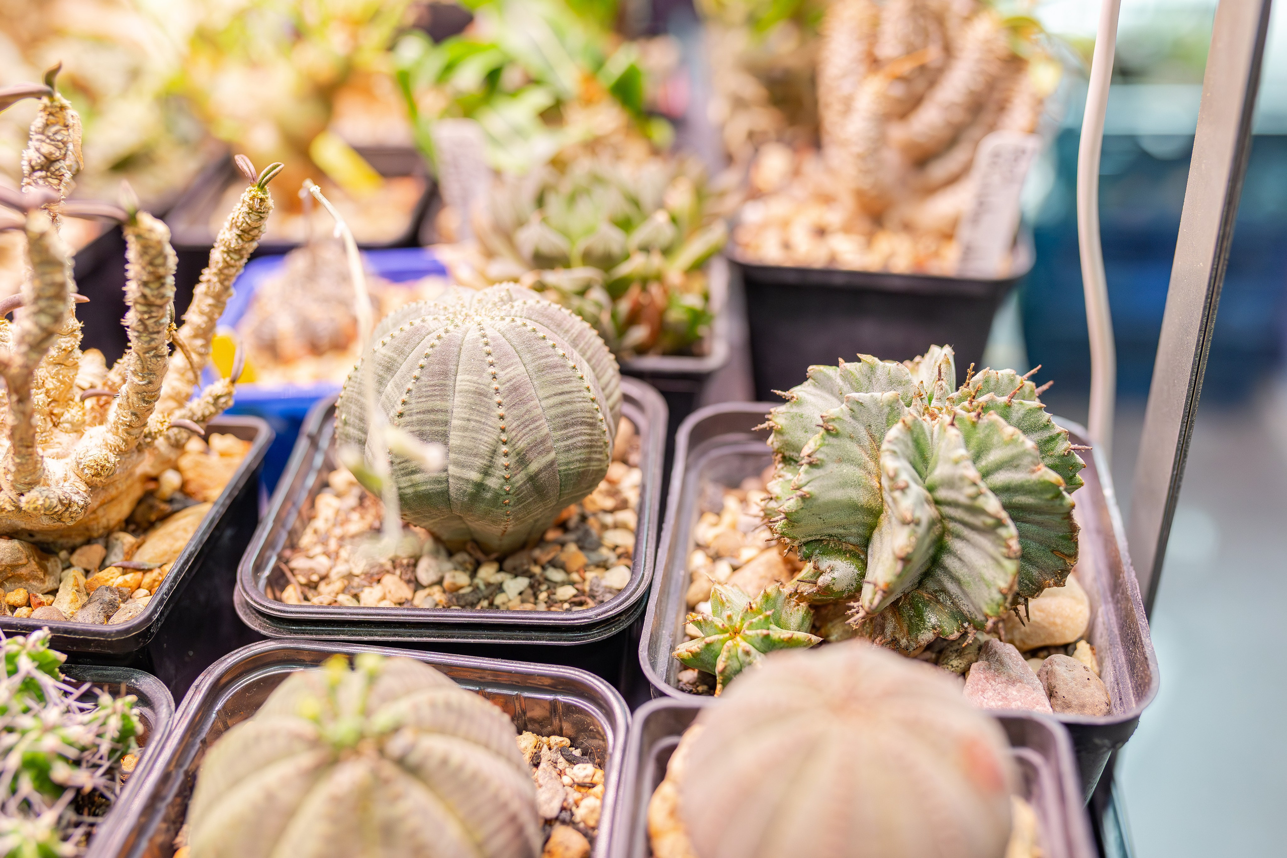 Монстериум апрель 2026. Александра Куликова фотограф, Москва