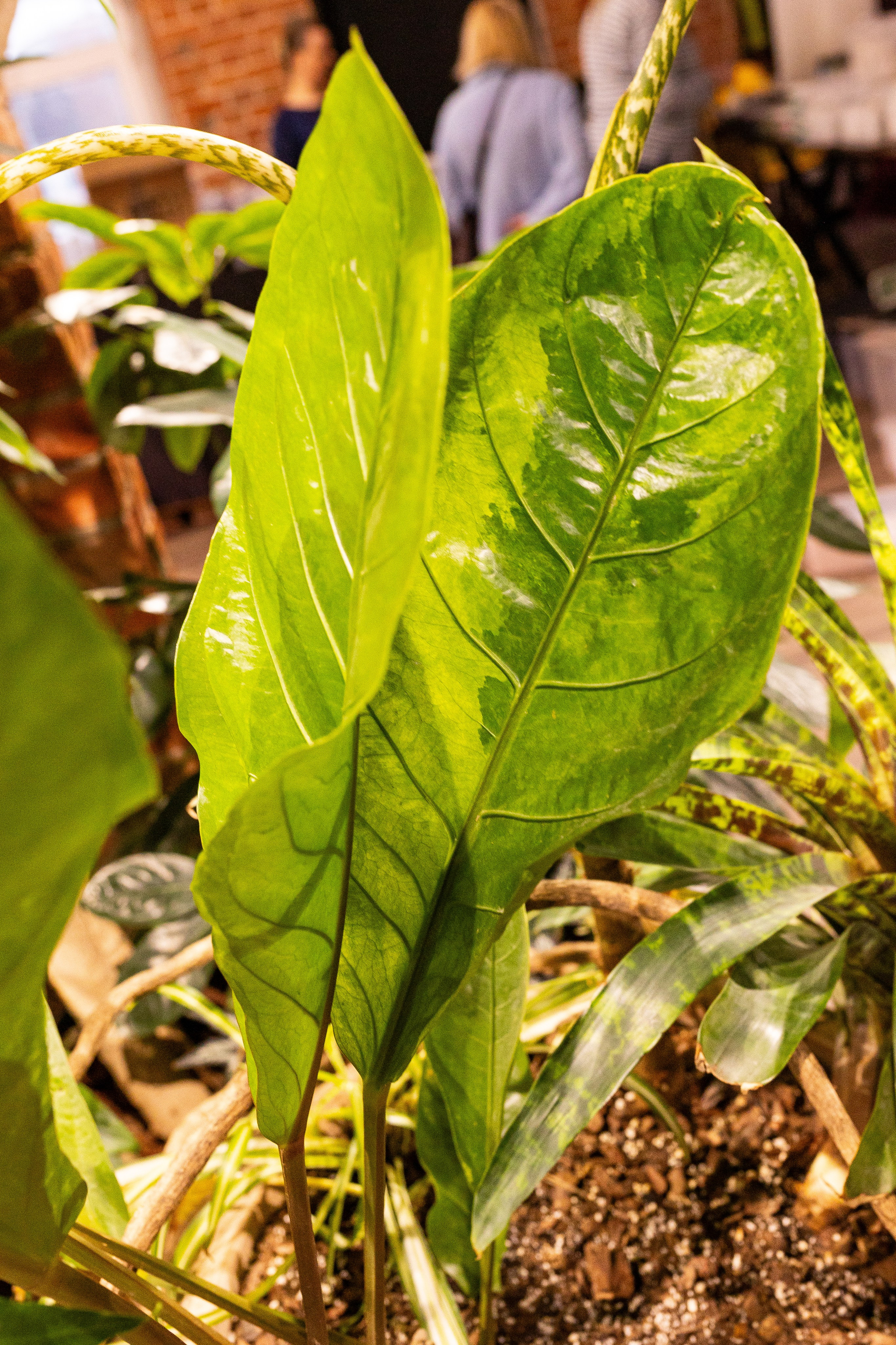 Green_Rare Ярмарка февраль 2025. Александра Куликова фотограф, Москва