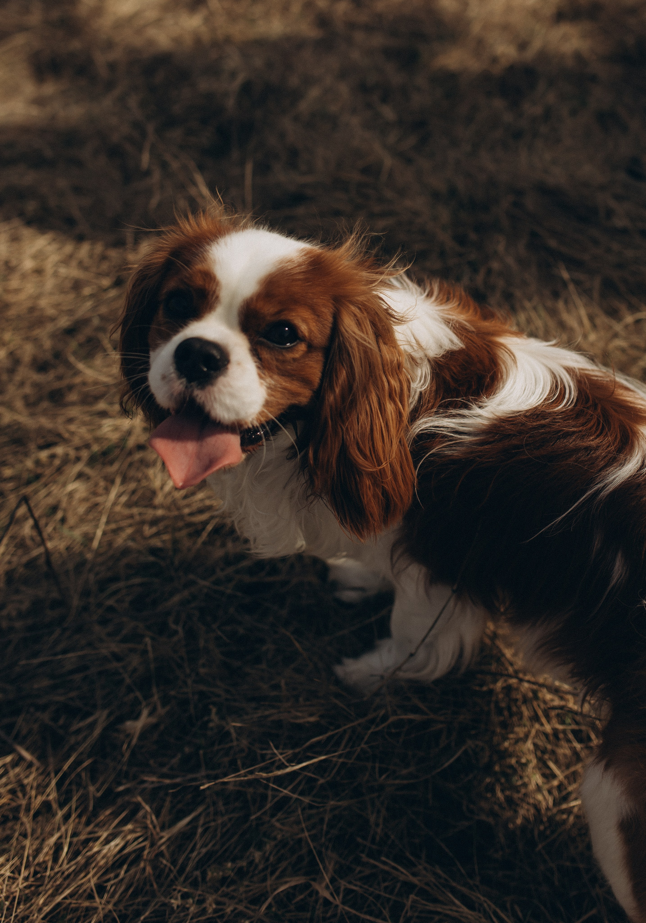 Николай, Елена, Тимофей и Арчи. Услуги
