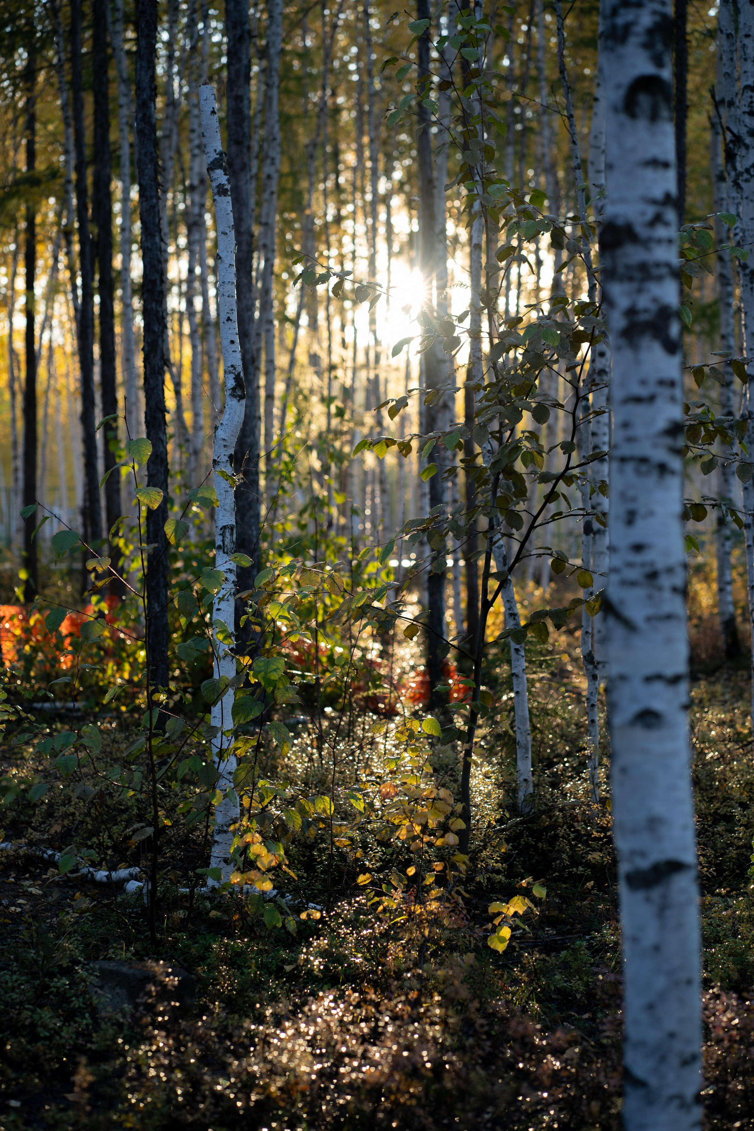 Прогулка. Алена Коломоец | Фотограф, Мирный, Якутия