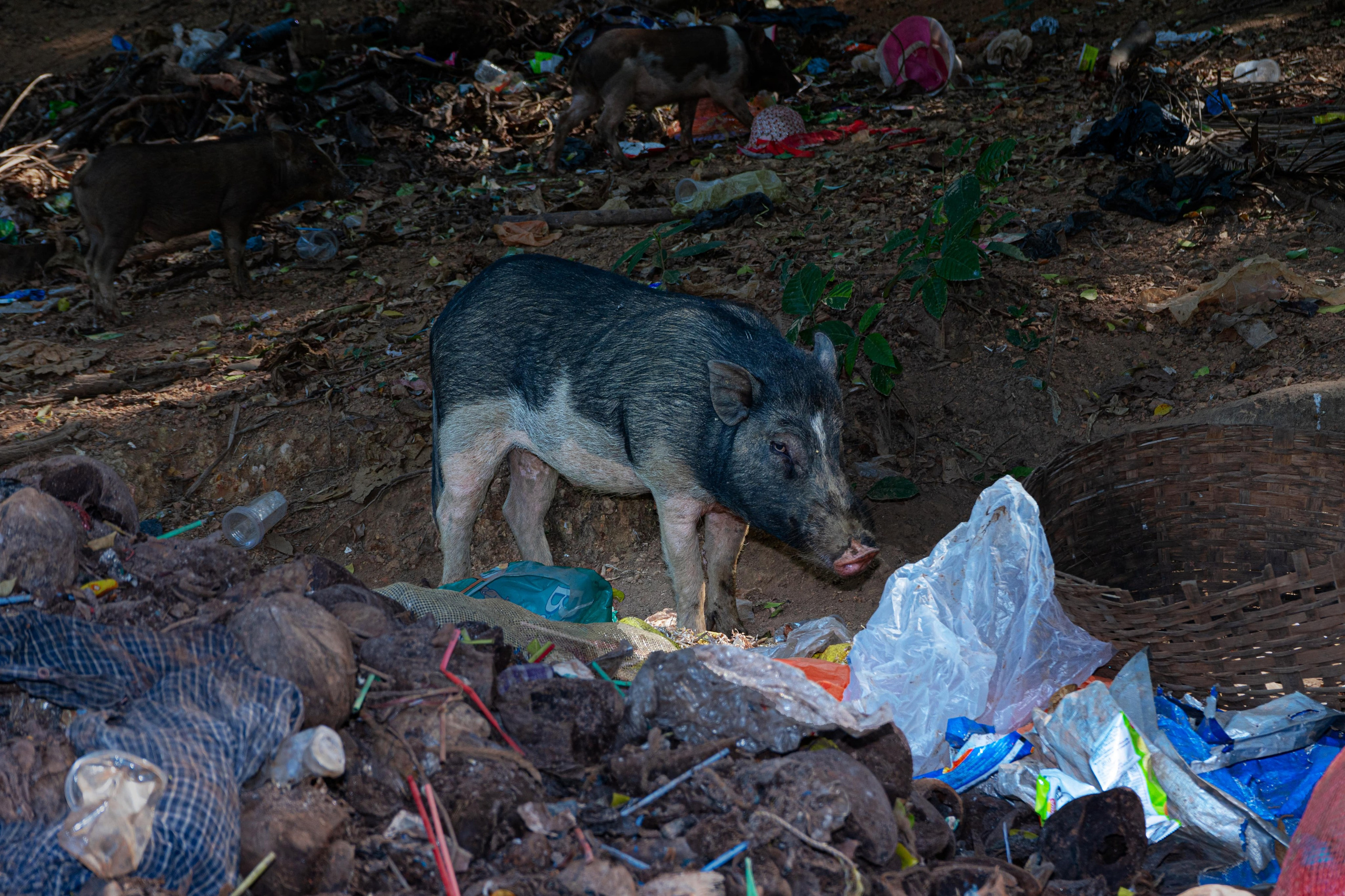 Индия. Alena Ahmadullina