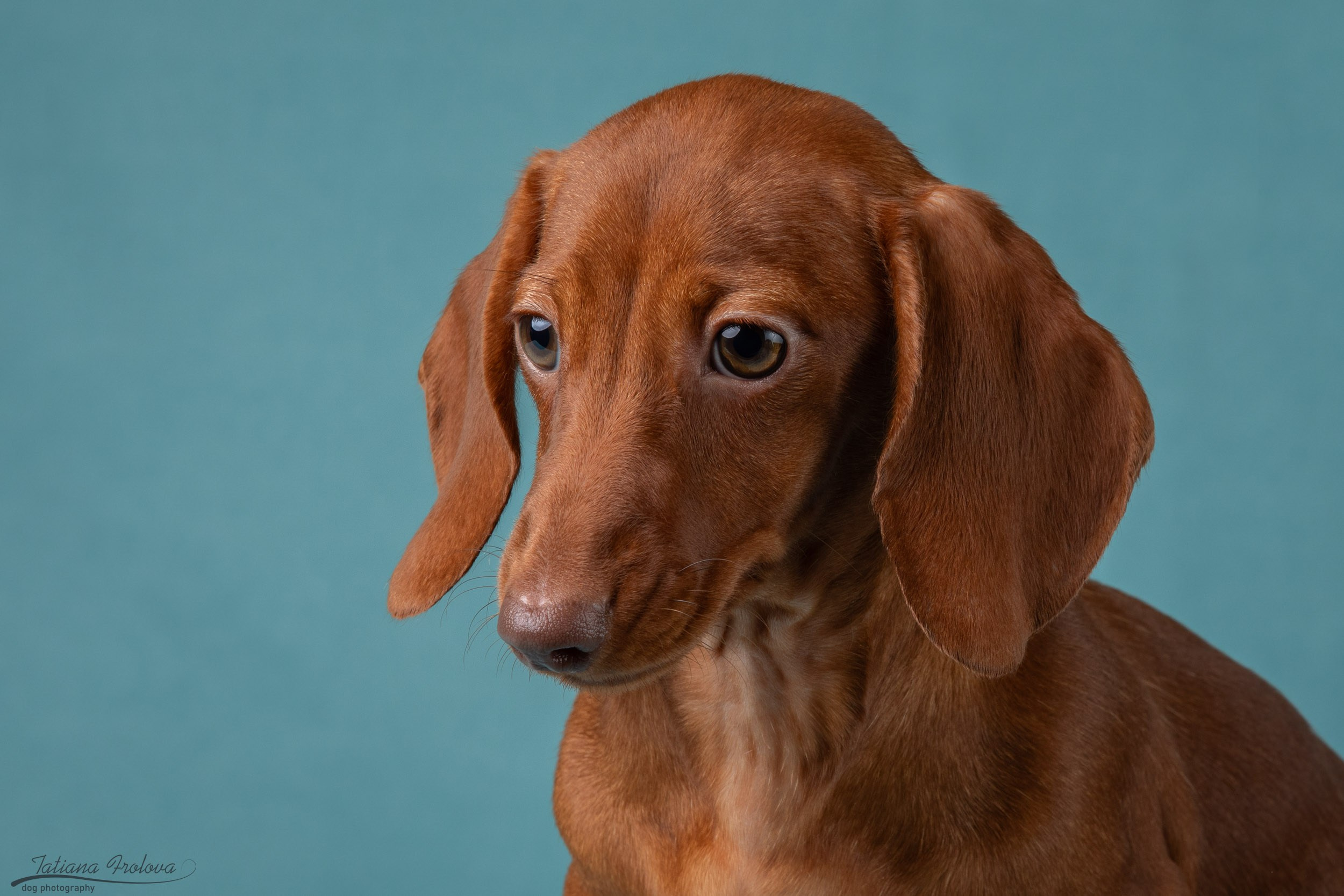 Съемка щенков таксы в минималистичном стиле. Фотограф-анималист в Москве и Московской области Татьяна Фролова