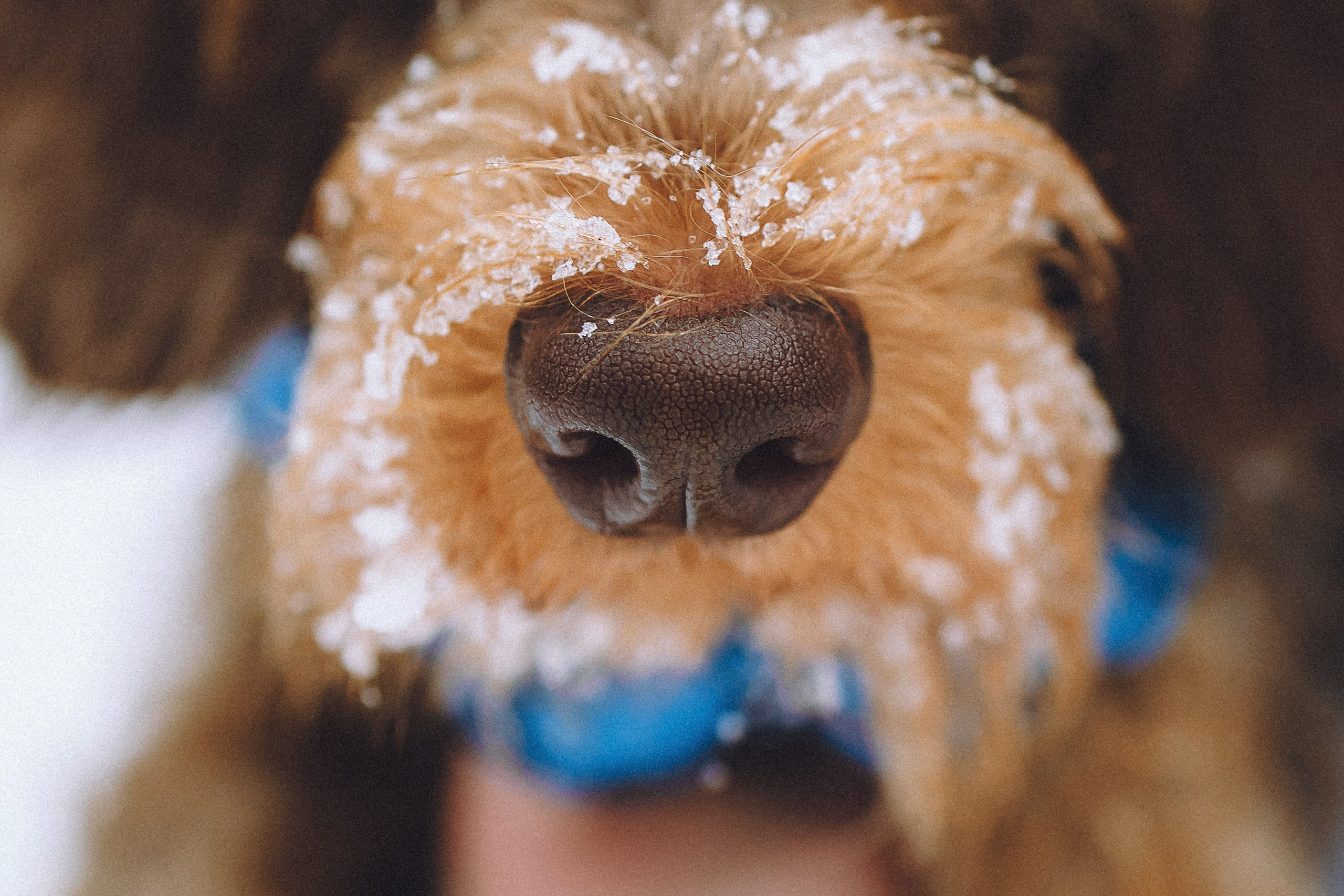 Каспер и его семья