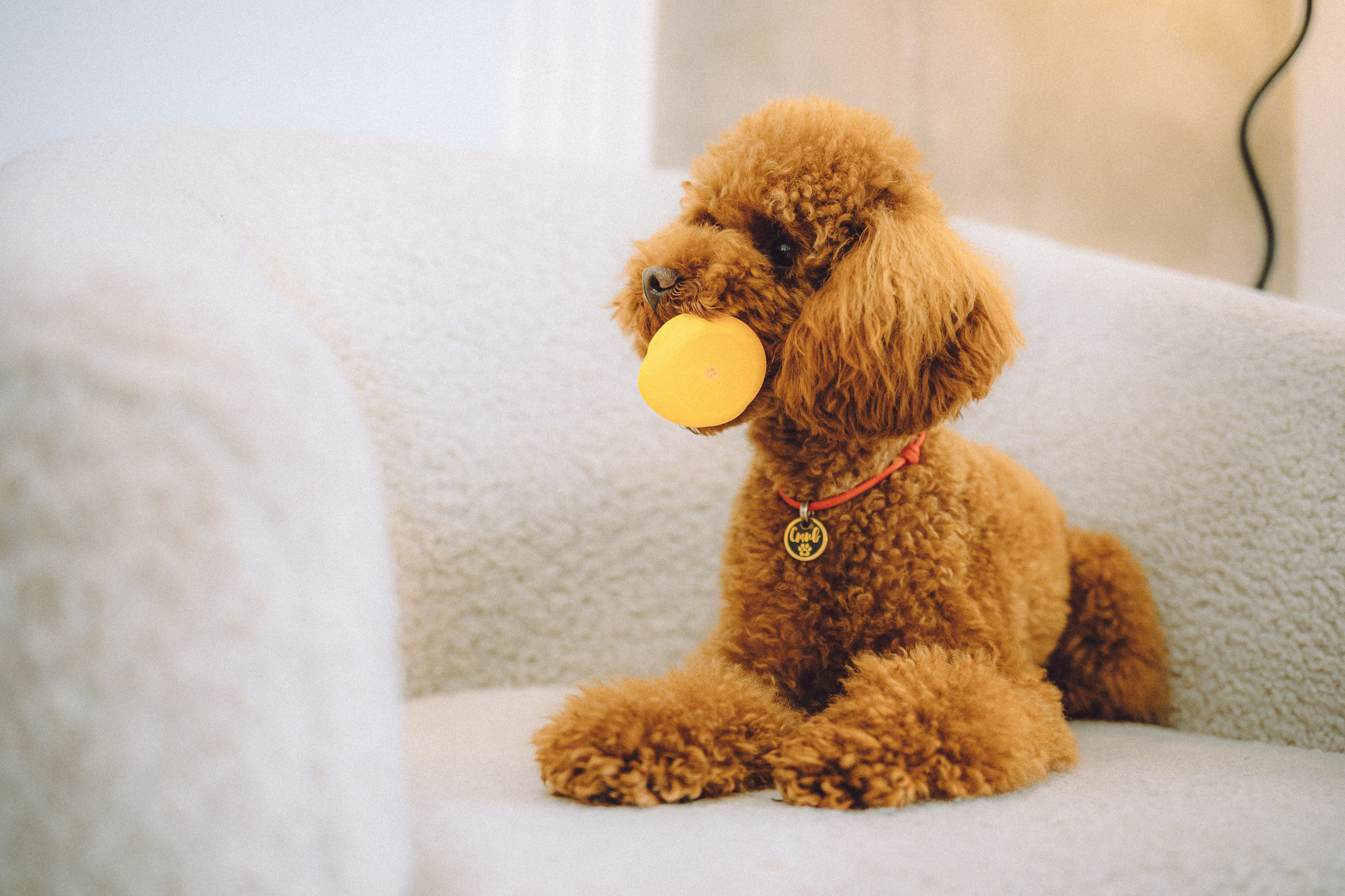 День Рождения пуделя Глаши