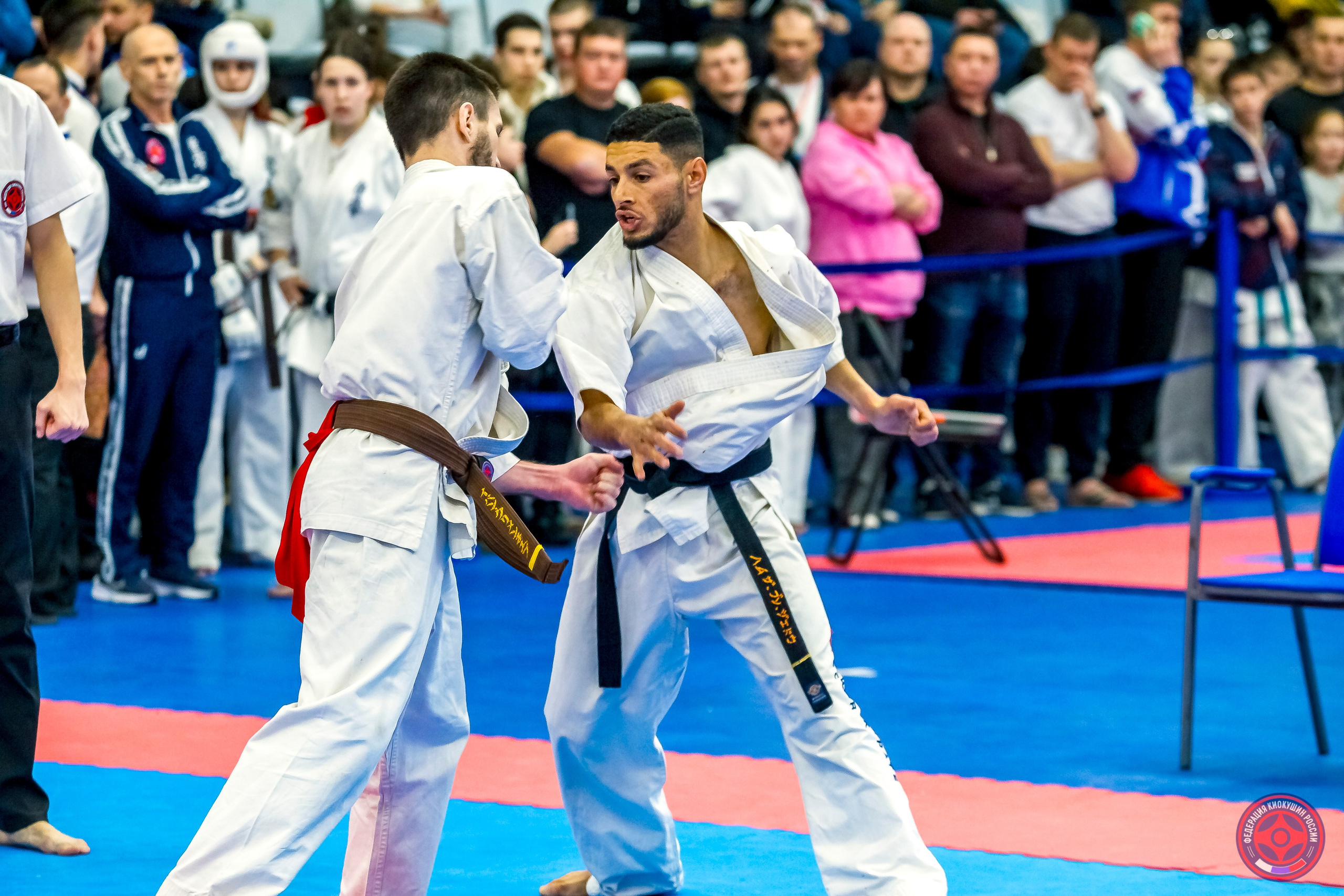 Международный турнир по киокушин «Открытый кубок Seiken». Репортажная съемка в Москве и области. Анималистика