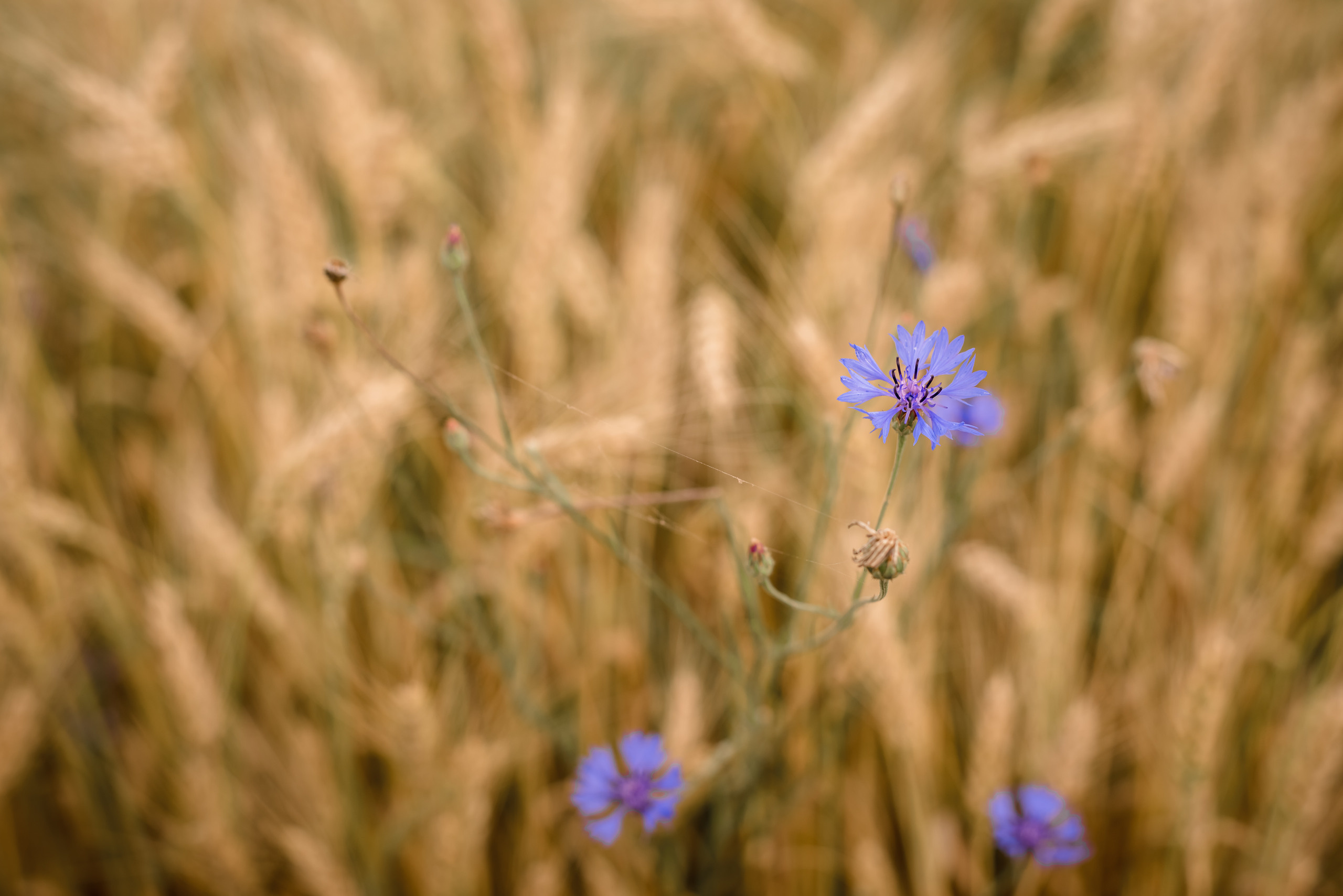 Пшеничные истории. Семейный и детский фотограф в Туле