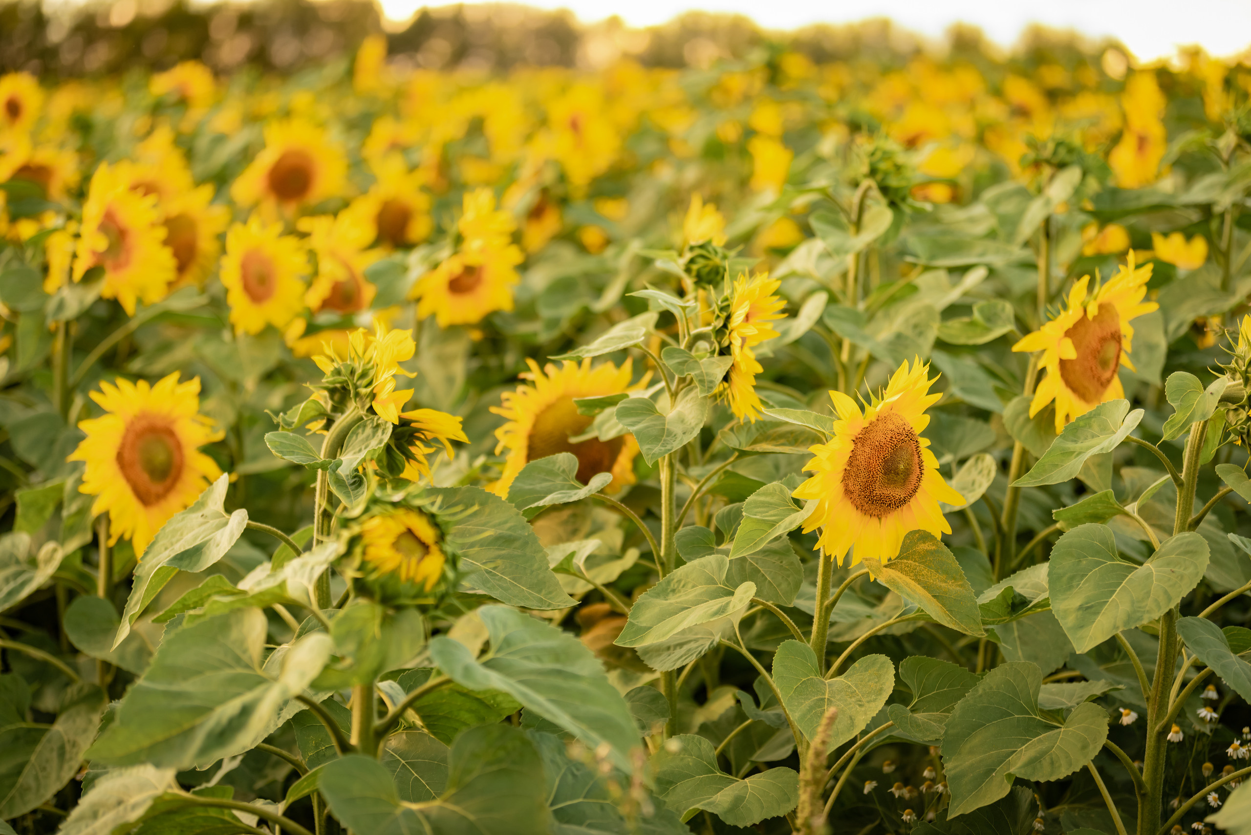 История для Алины. Семейный и детский фотограф в Туле